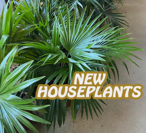 houseplants.jpg