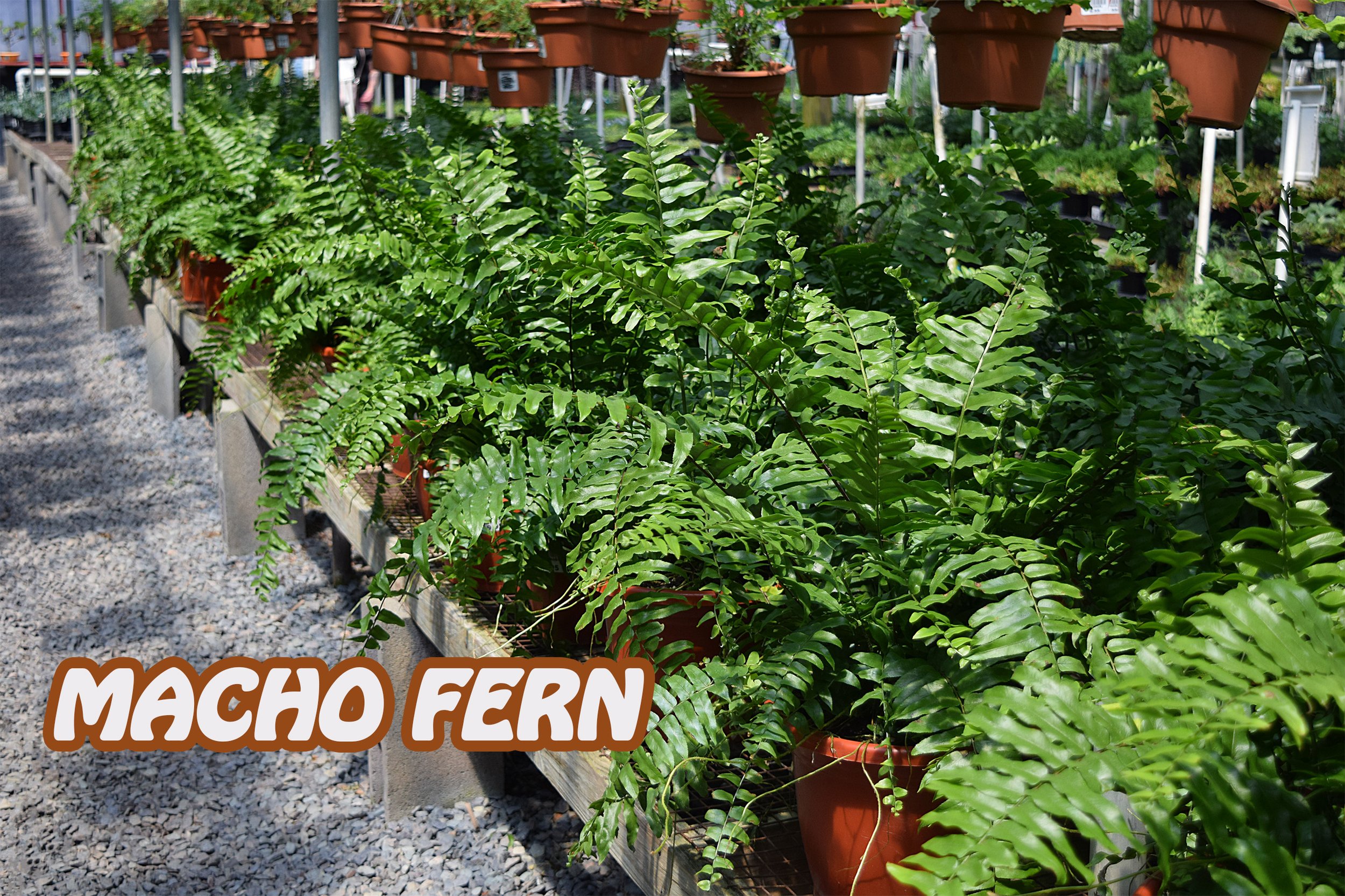 macho fern.jpg