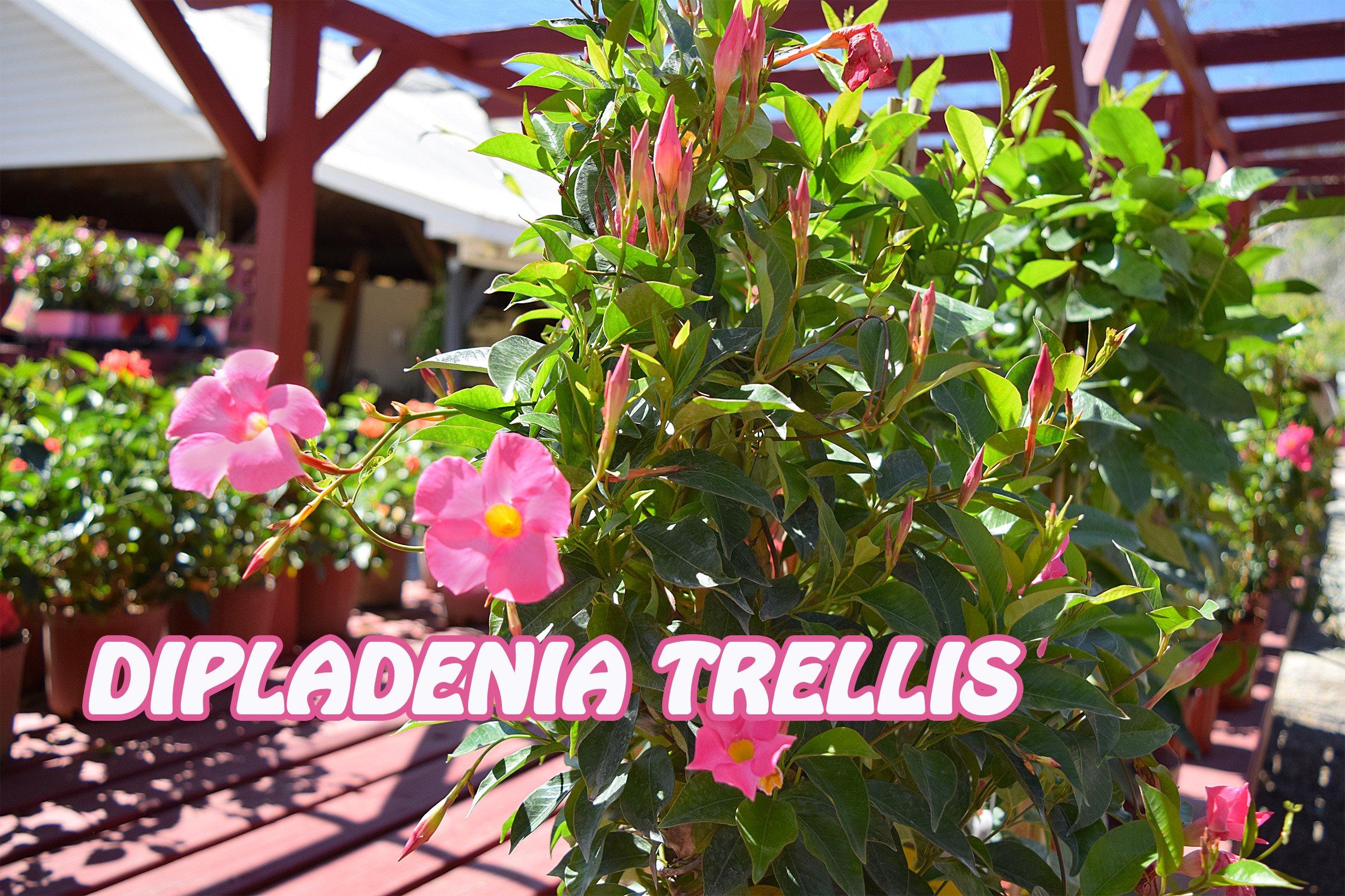 dipladenia trellis.jpg