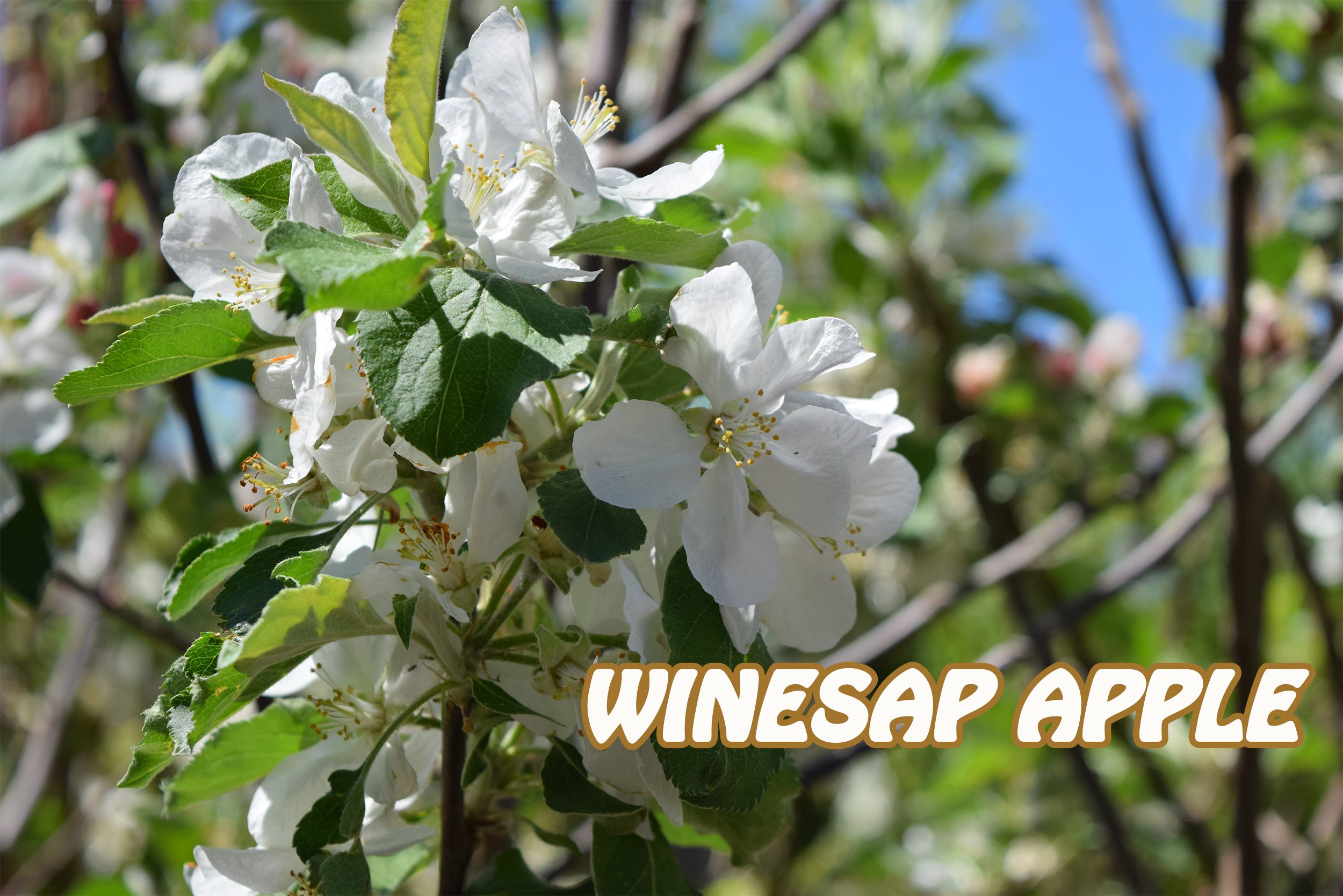 winesap.jpg