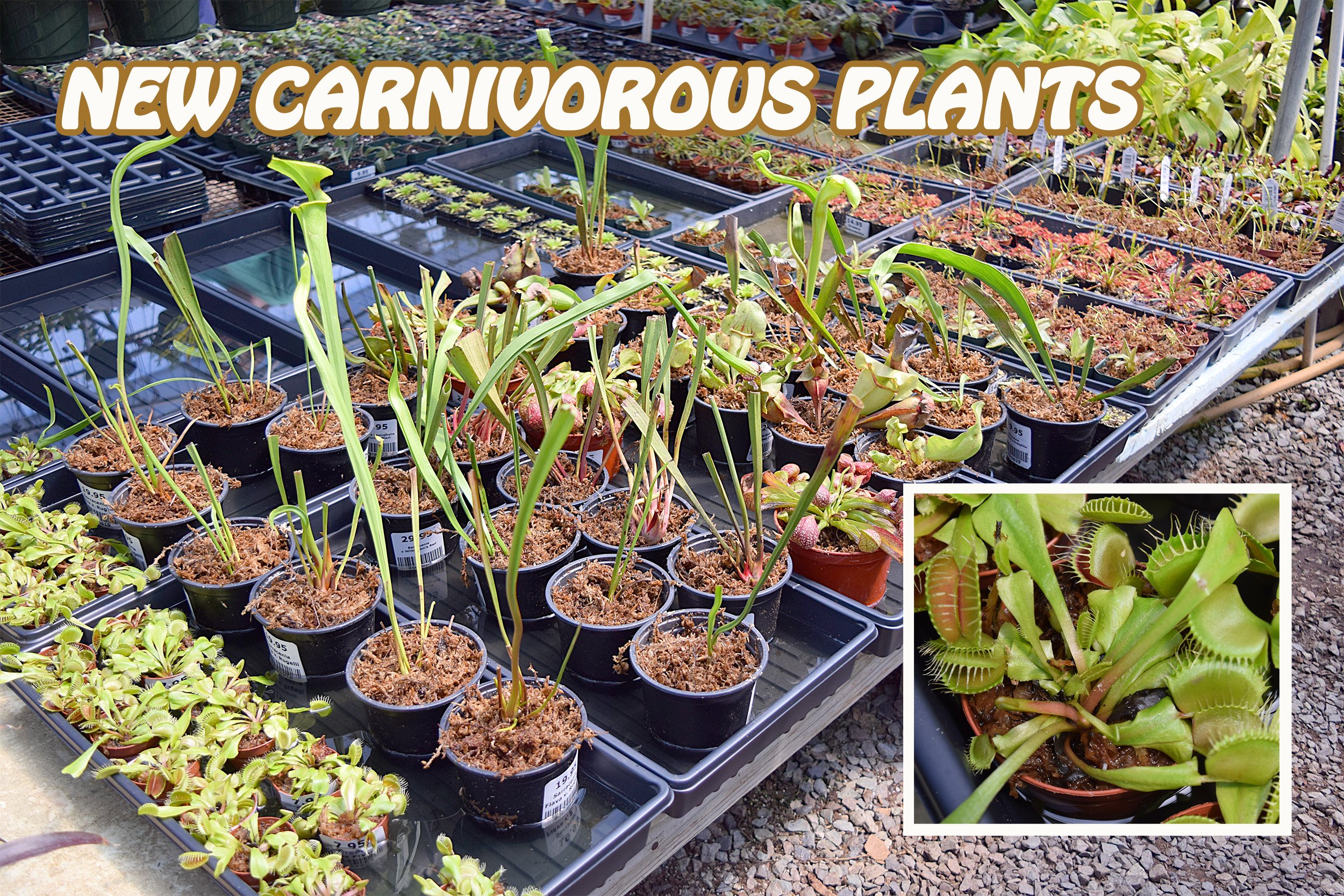 carnivorous plants.jpg