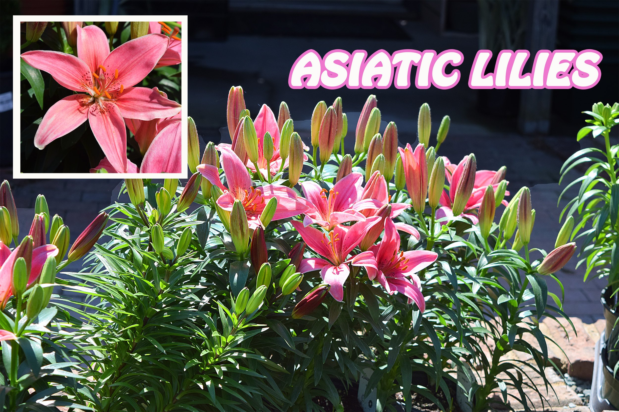 asiatic lilies.jpg