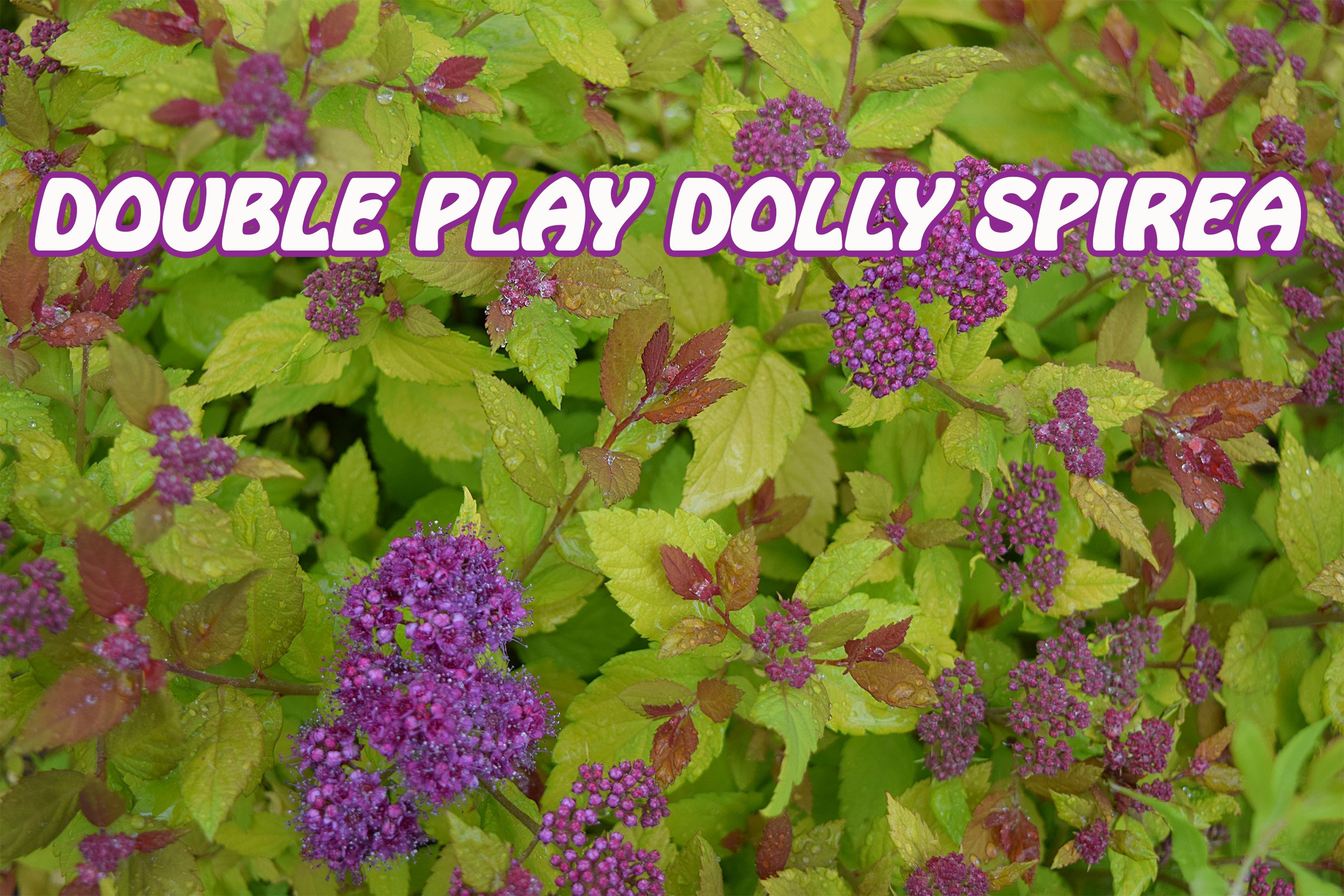 double play dolly spirea.jpg