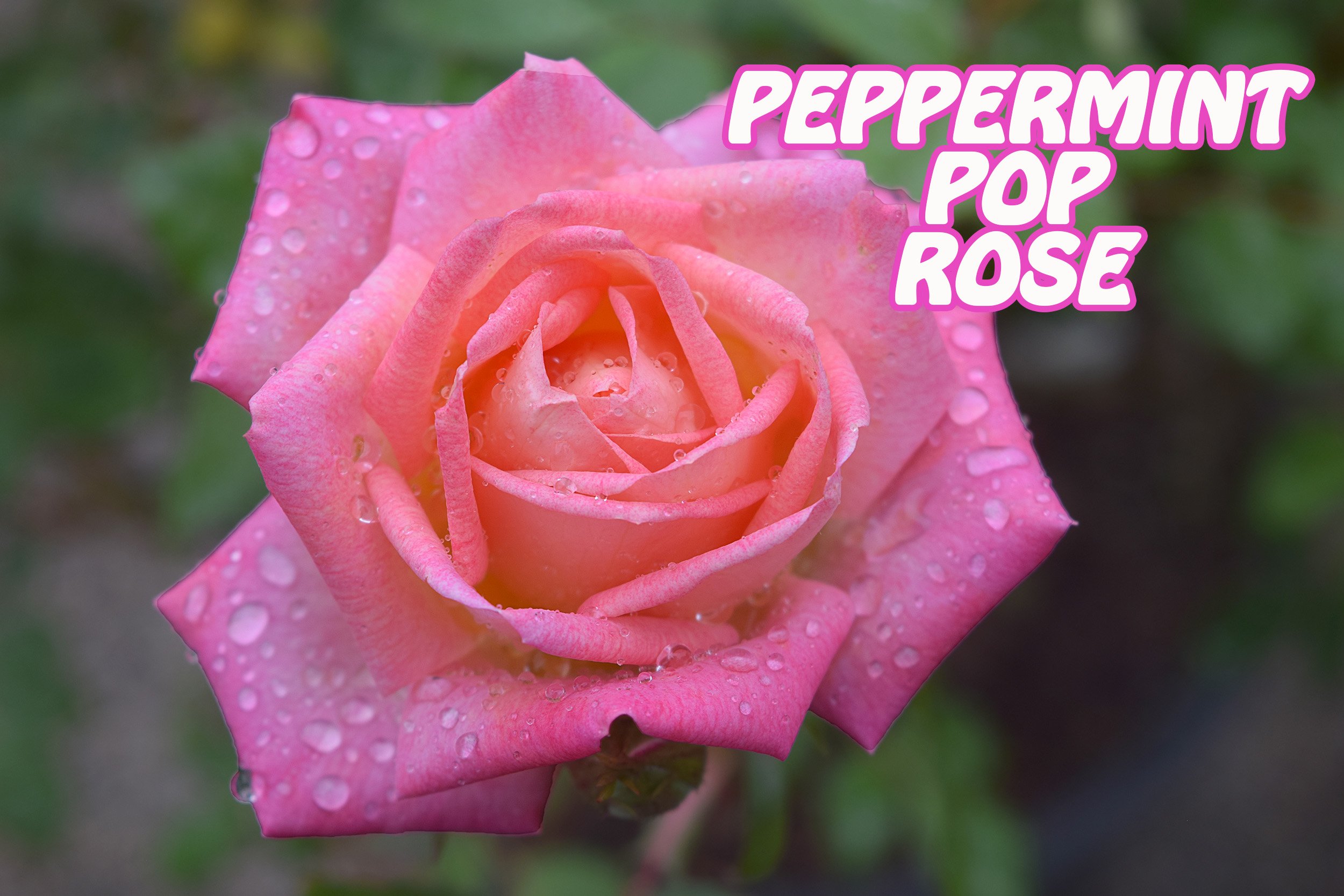 peppermint pop rose.jpg