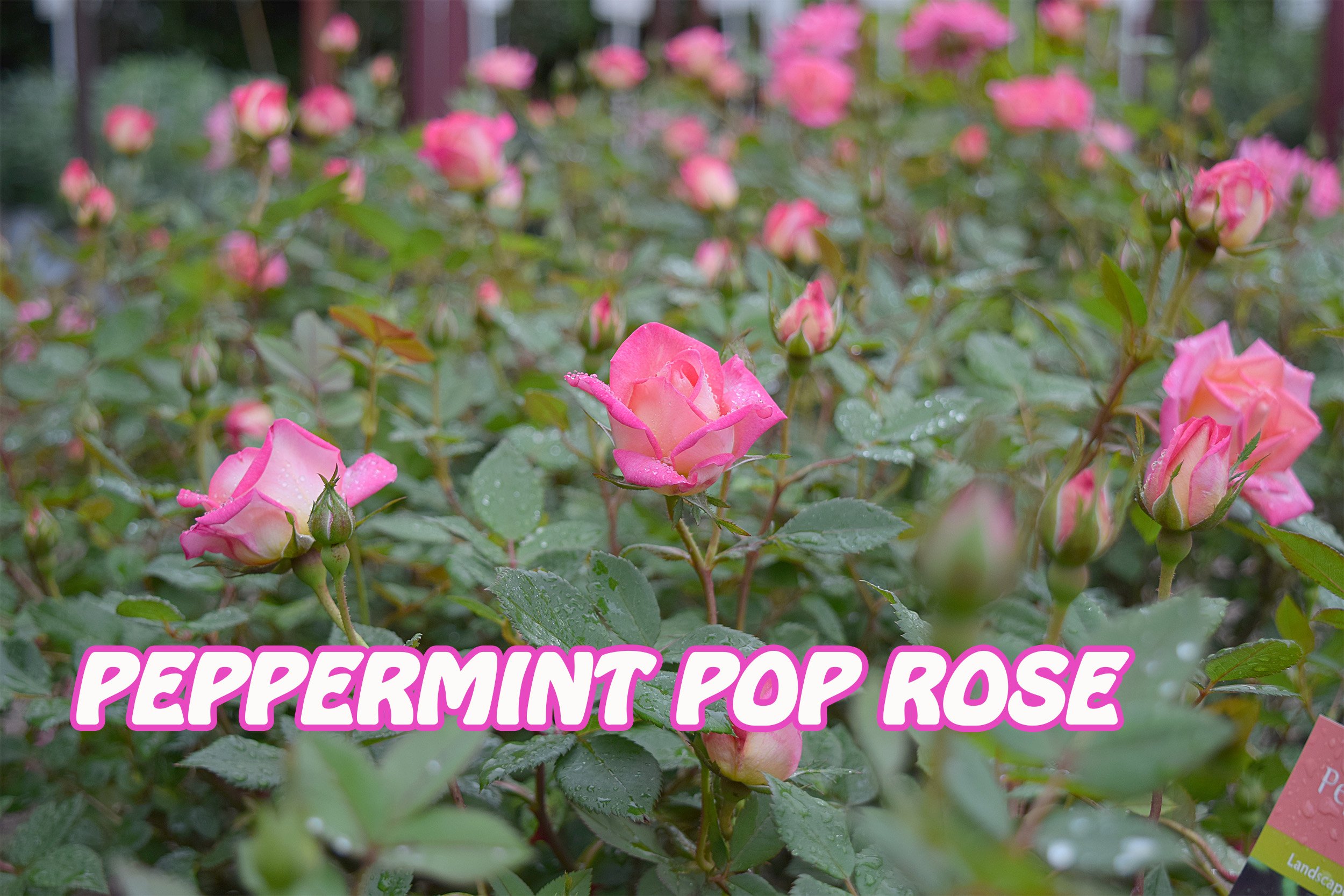 Peppermint pop Rose2.jpg