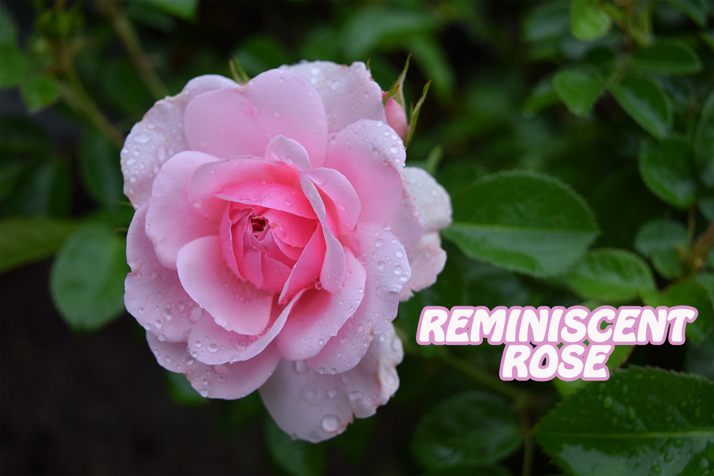 reminiscent rose.jpg