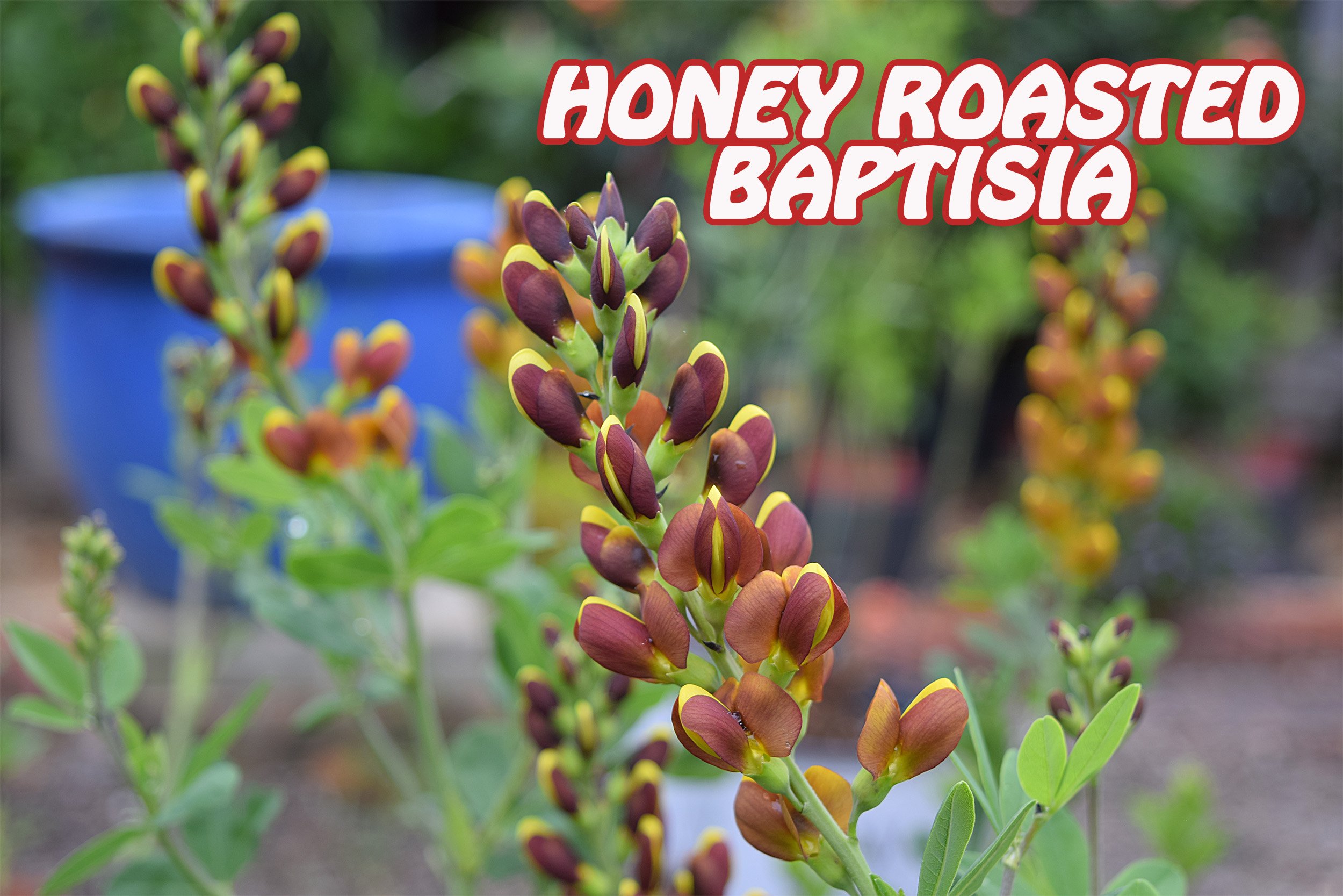 honey roasted baptisia.jpg