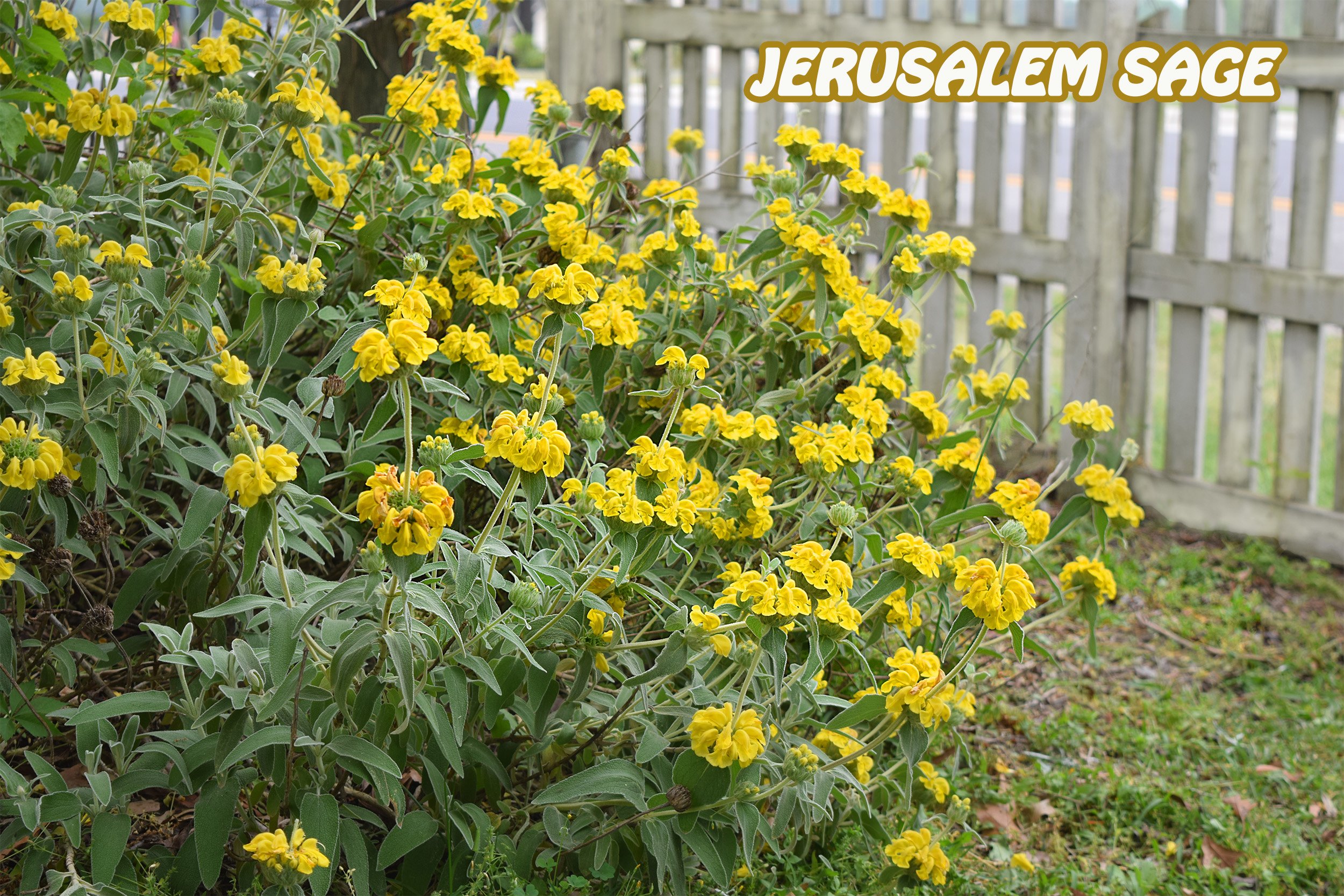 jerusalem sage.jpg