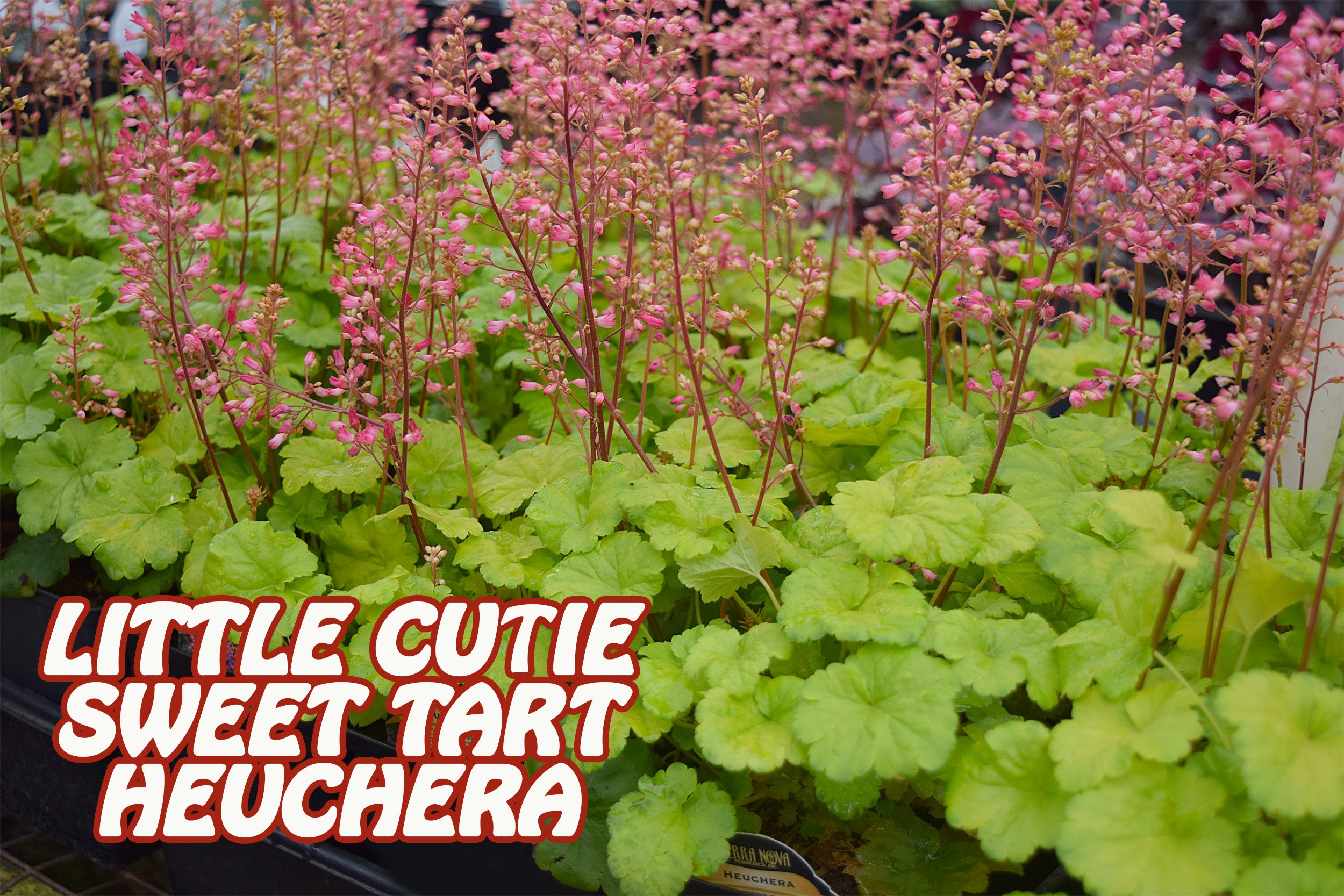 heuchera little cutie.jpg