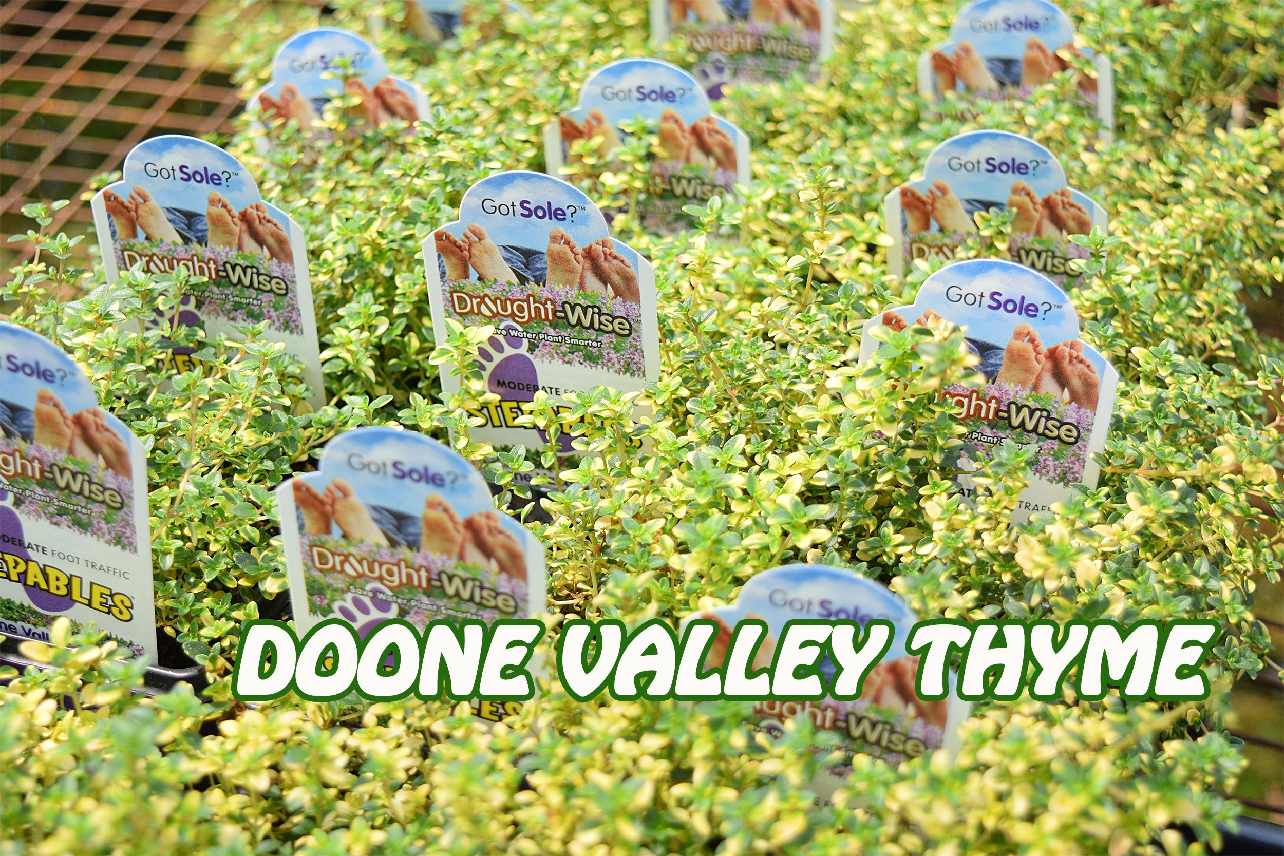 doone valley thyme.jpg