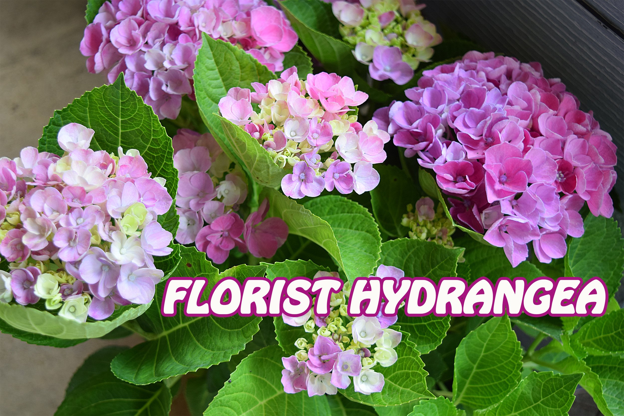 florist hydrangea.jpg