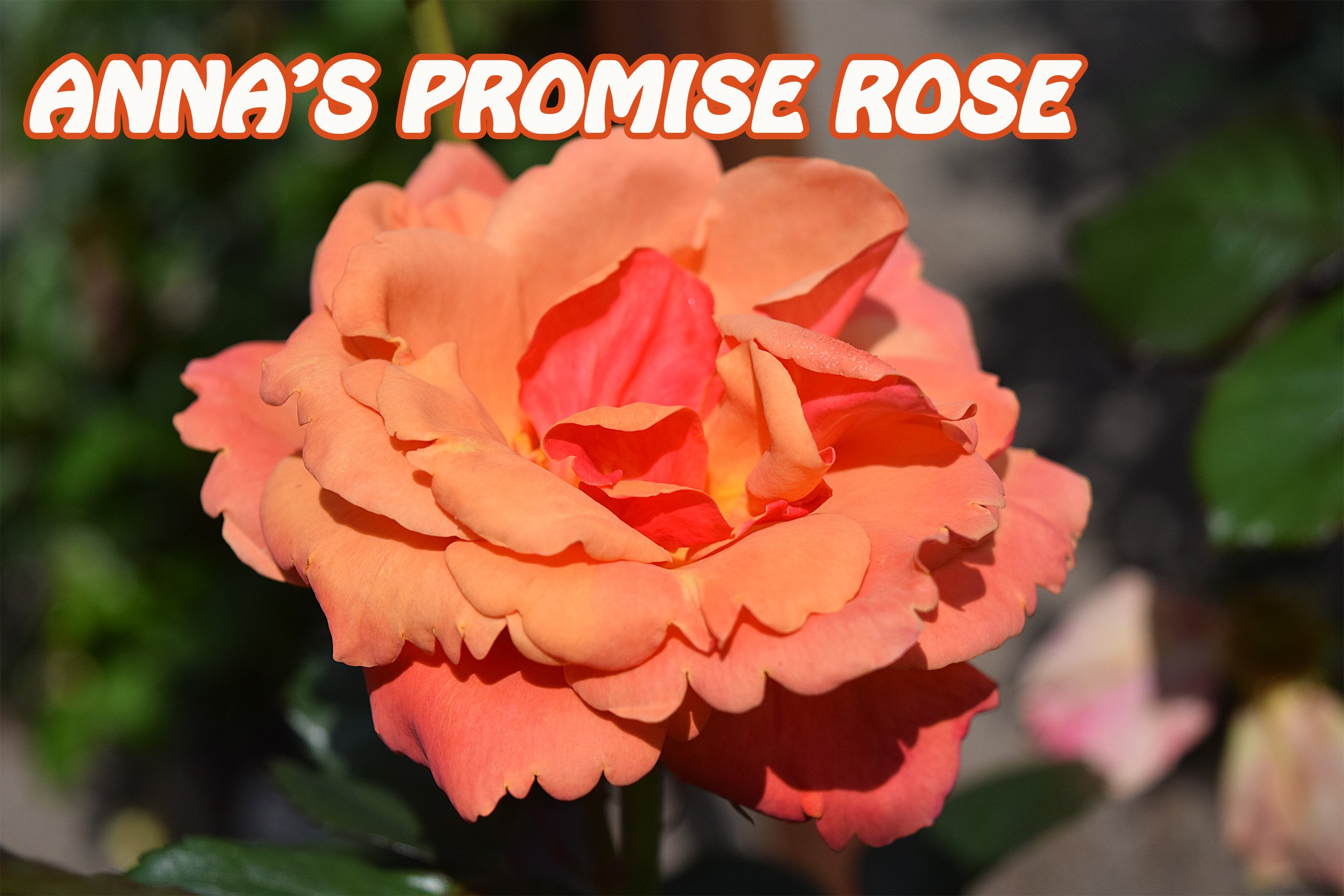 annas promise rose.jpg