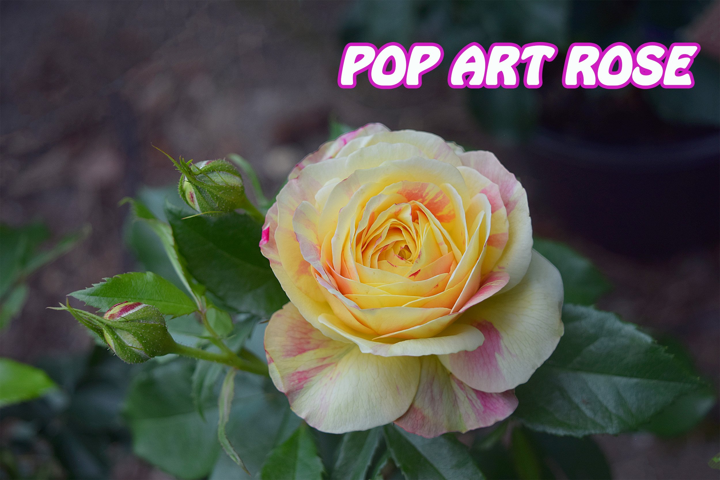 pop art rose.jpg