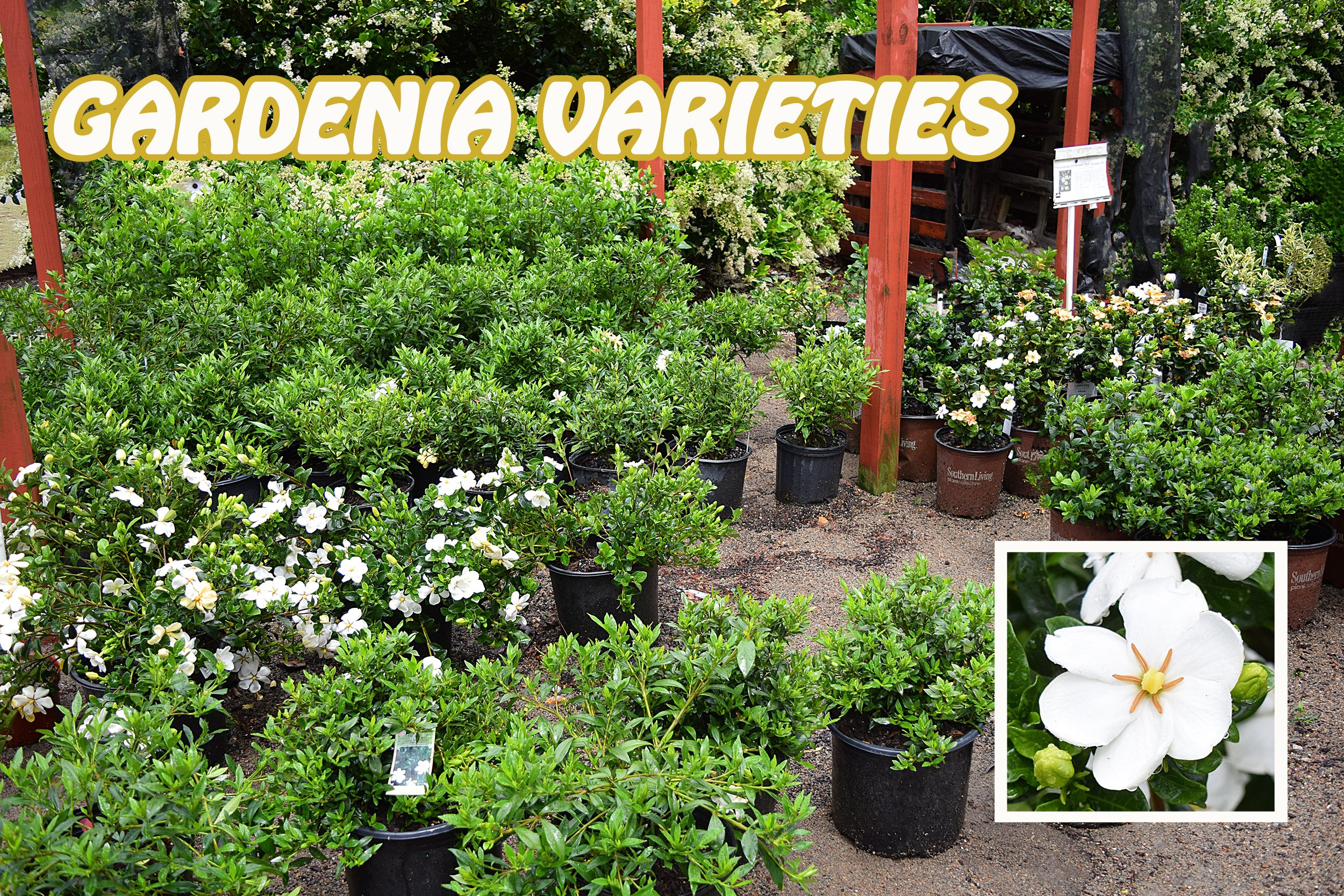 gardenia.jpg
