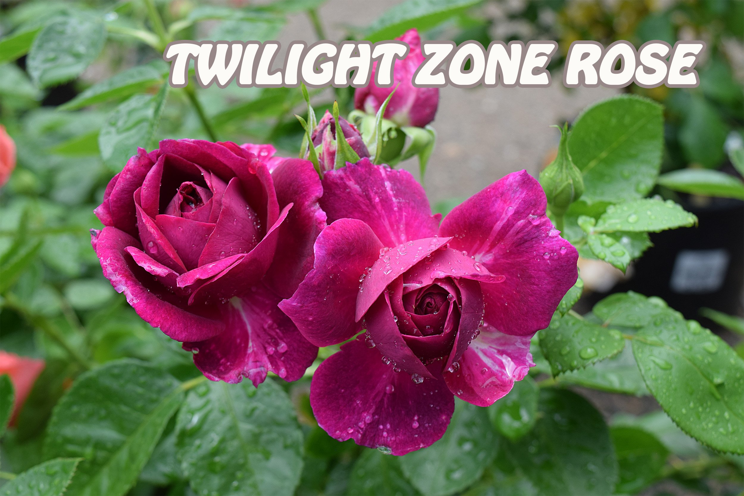 twilight zone rose.jpg
