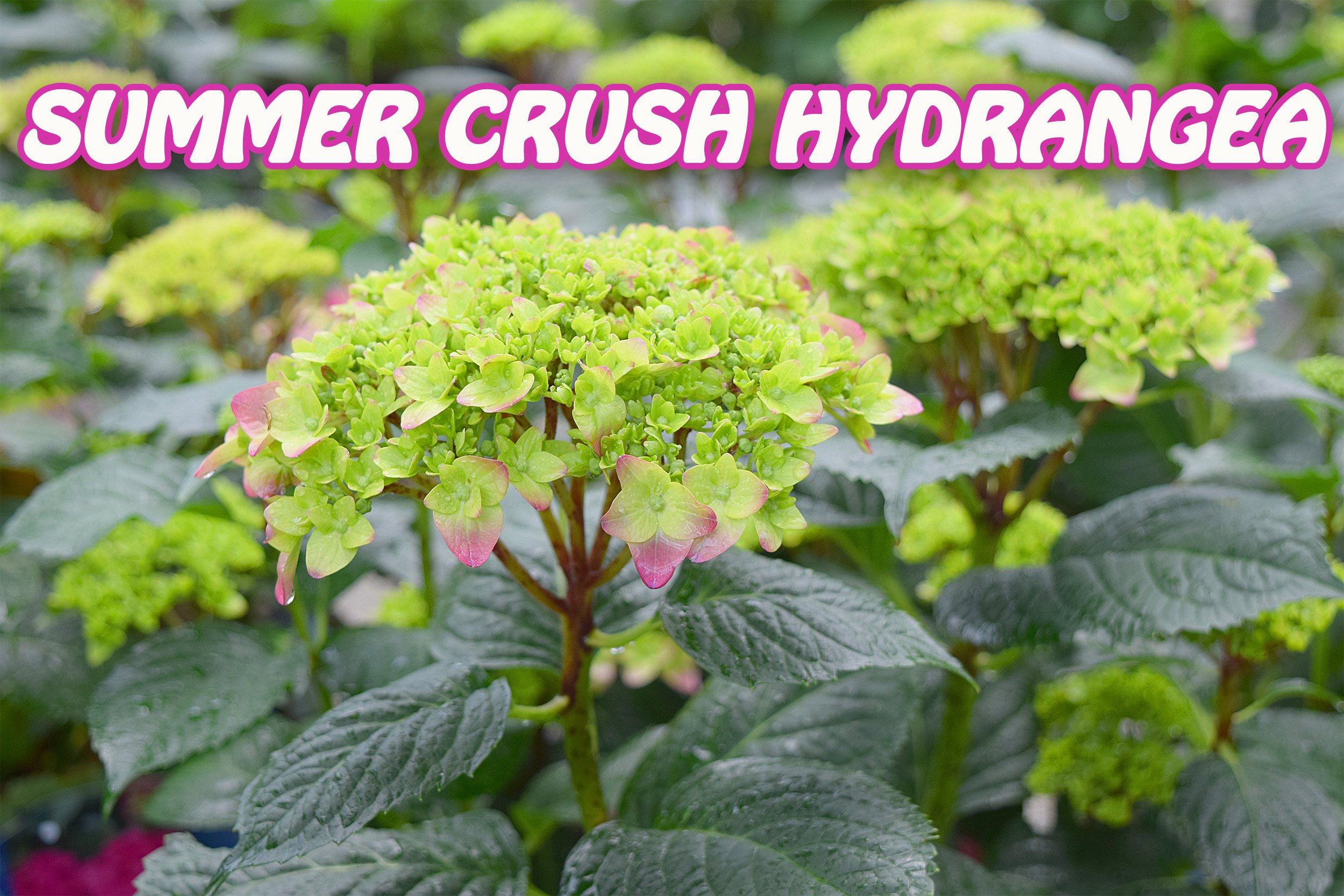 summer crush hydrangea.jpg