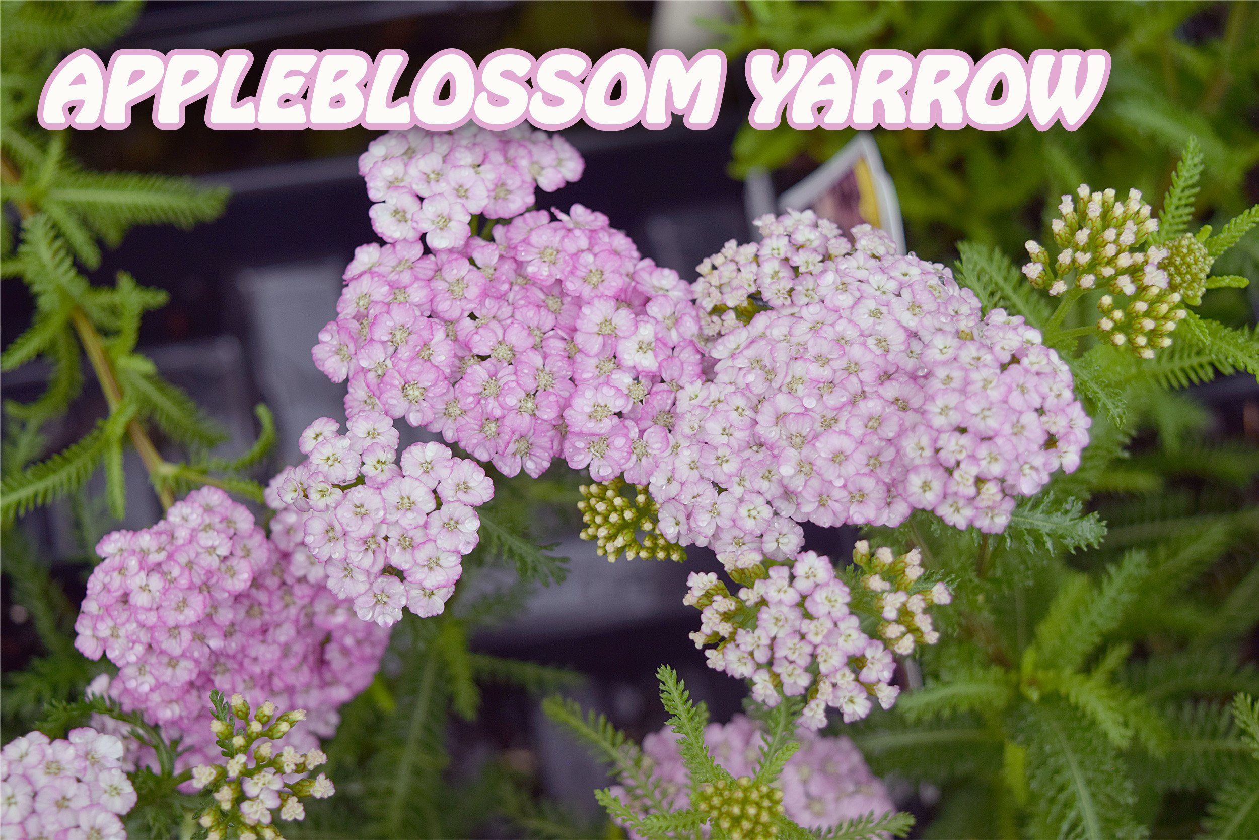 appleblossom yarrow.jpg