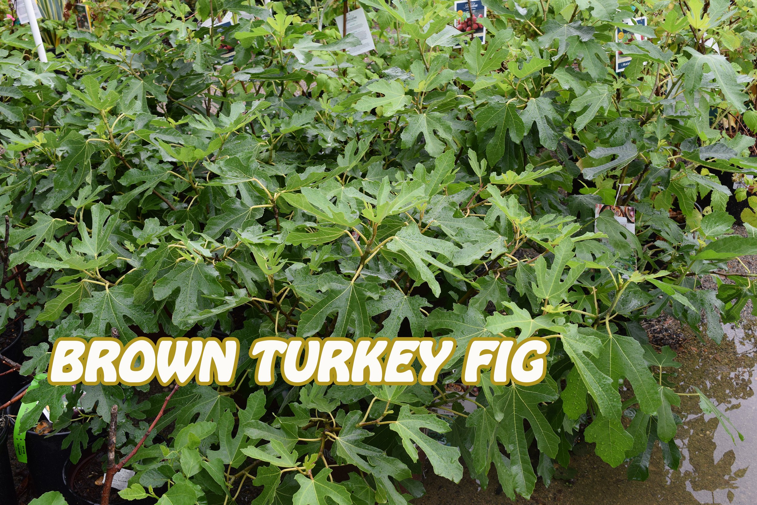 brown turkey fig.jpg