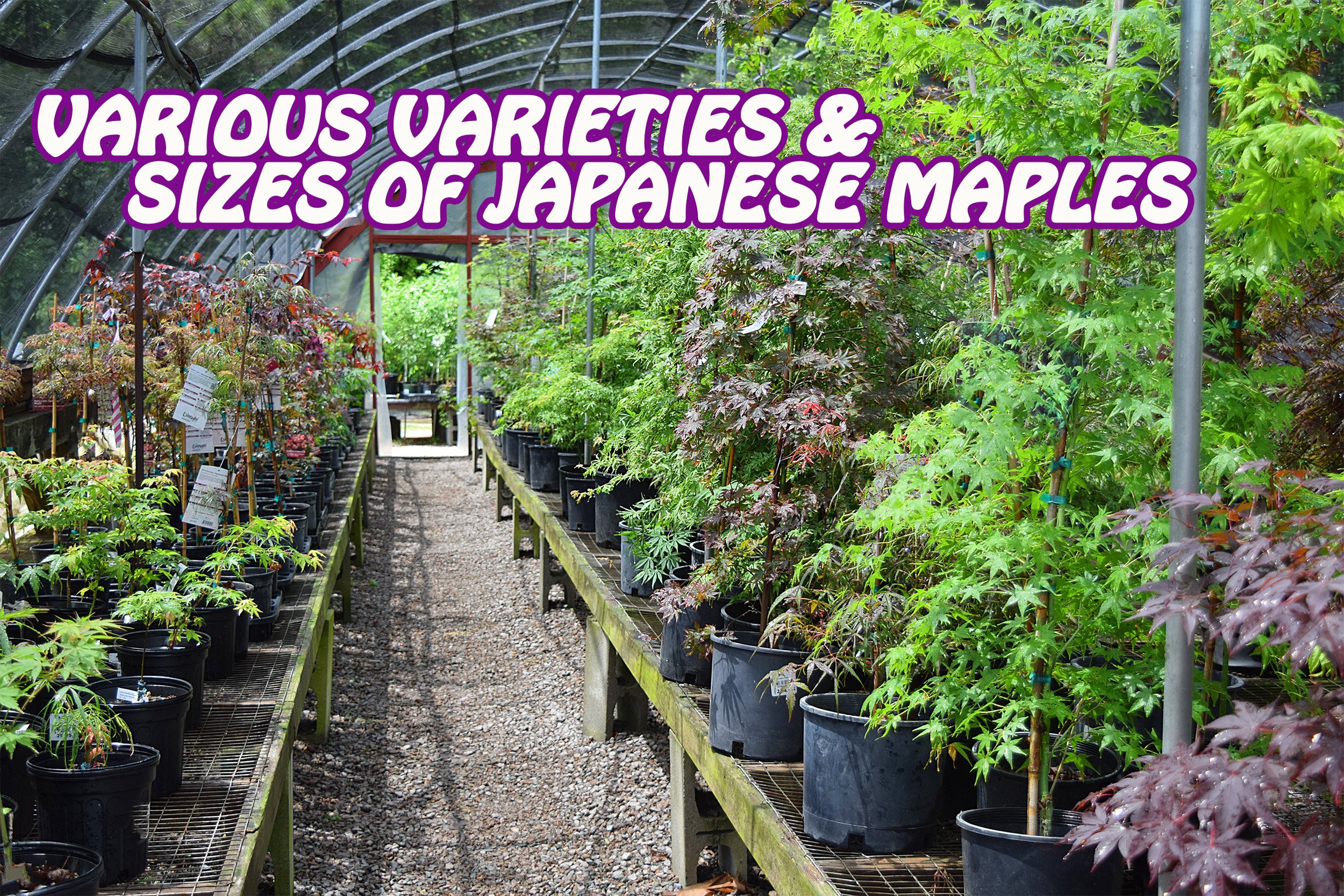 japanese maples.jpg