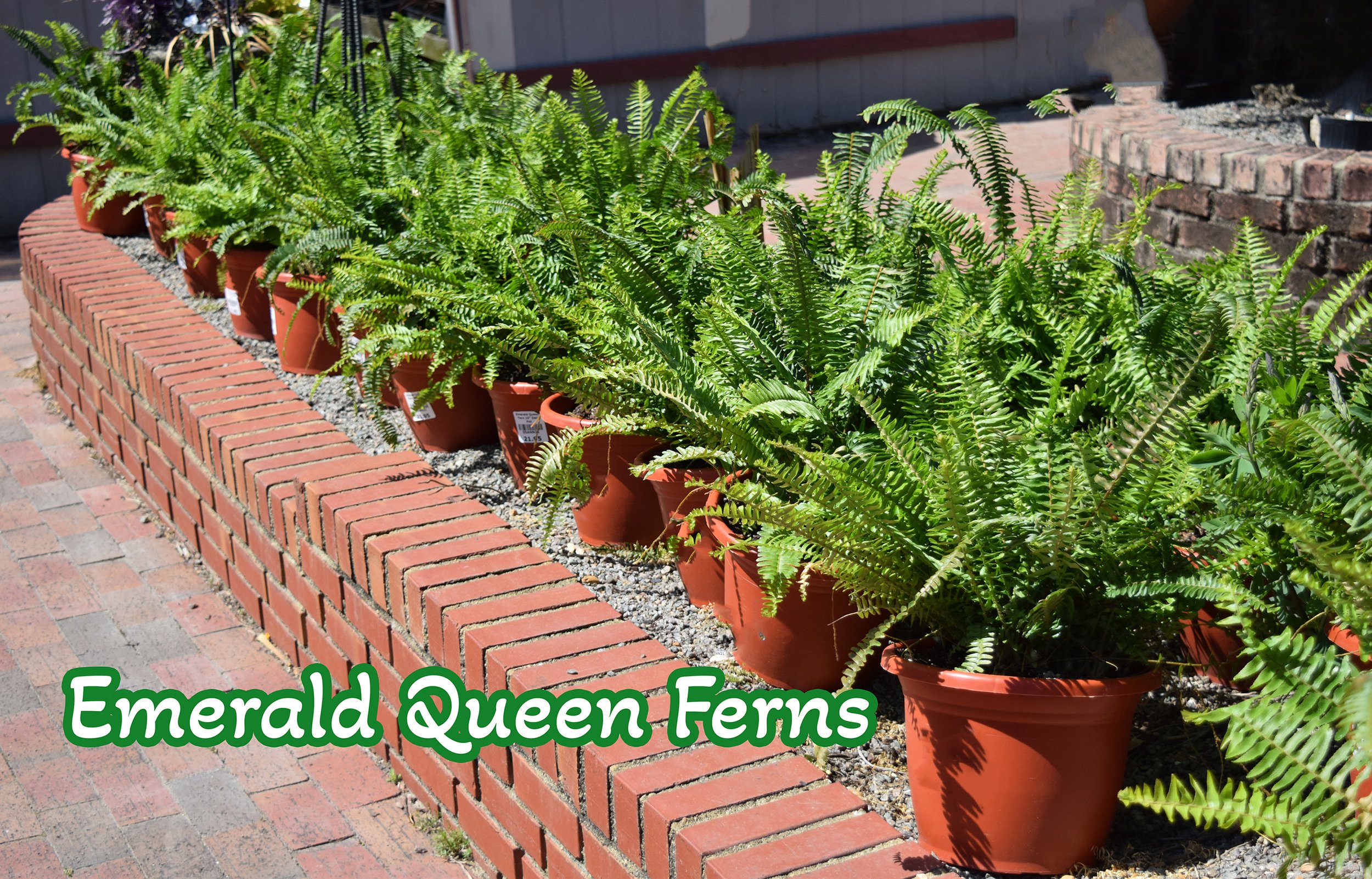 emerald fern.jpg