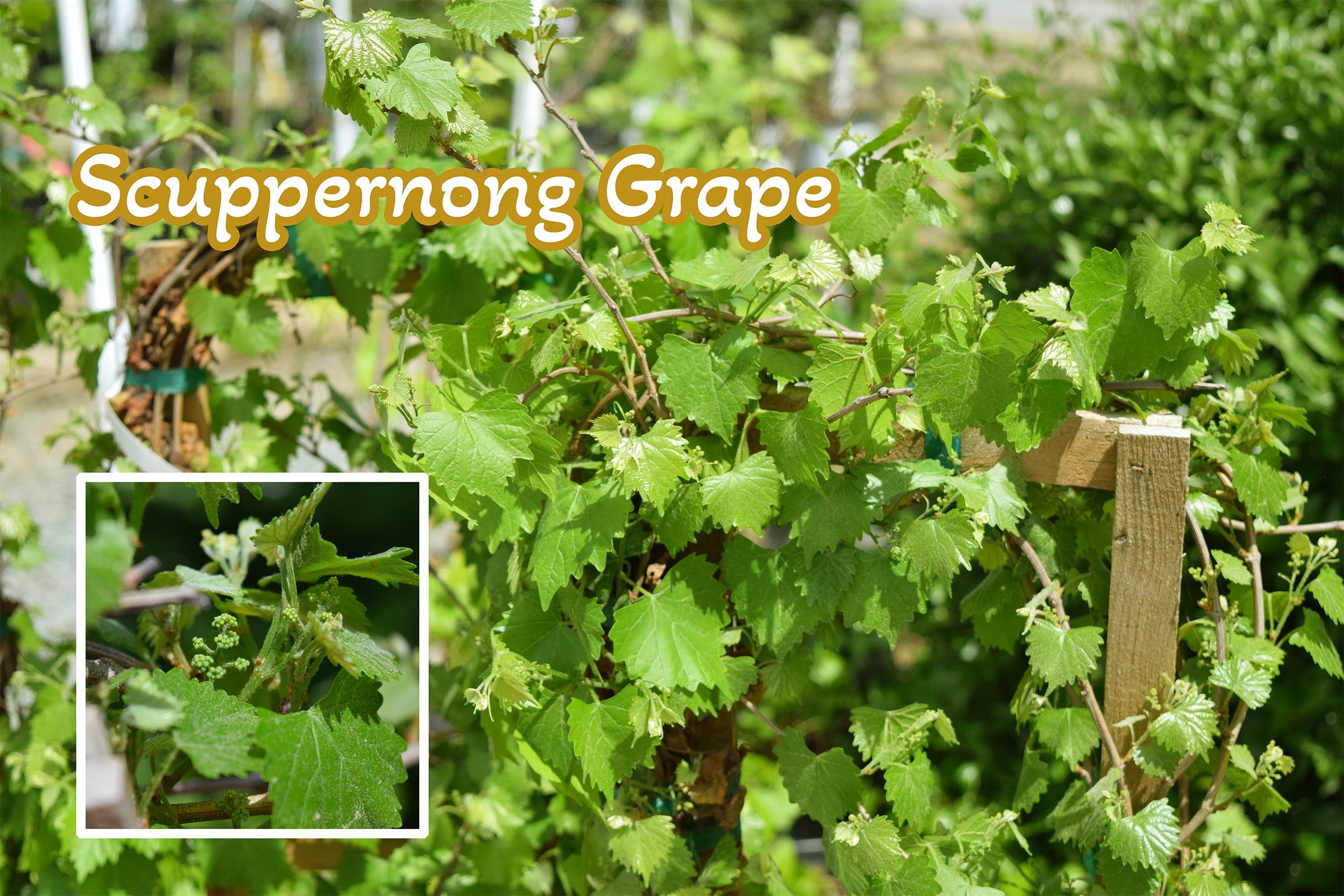 scuppernong grape.jpg