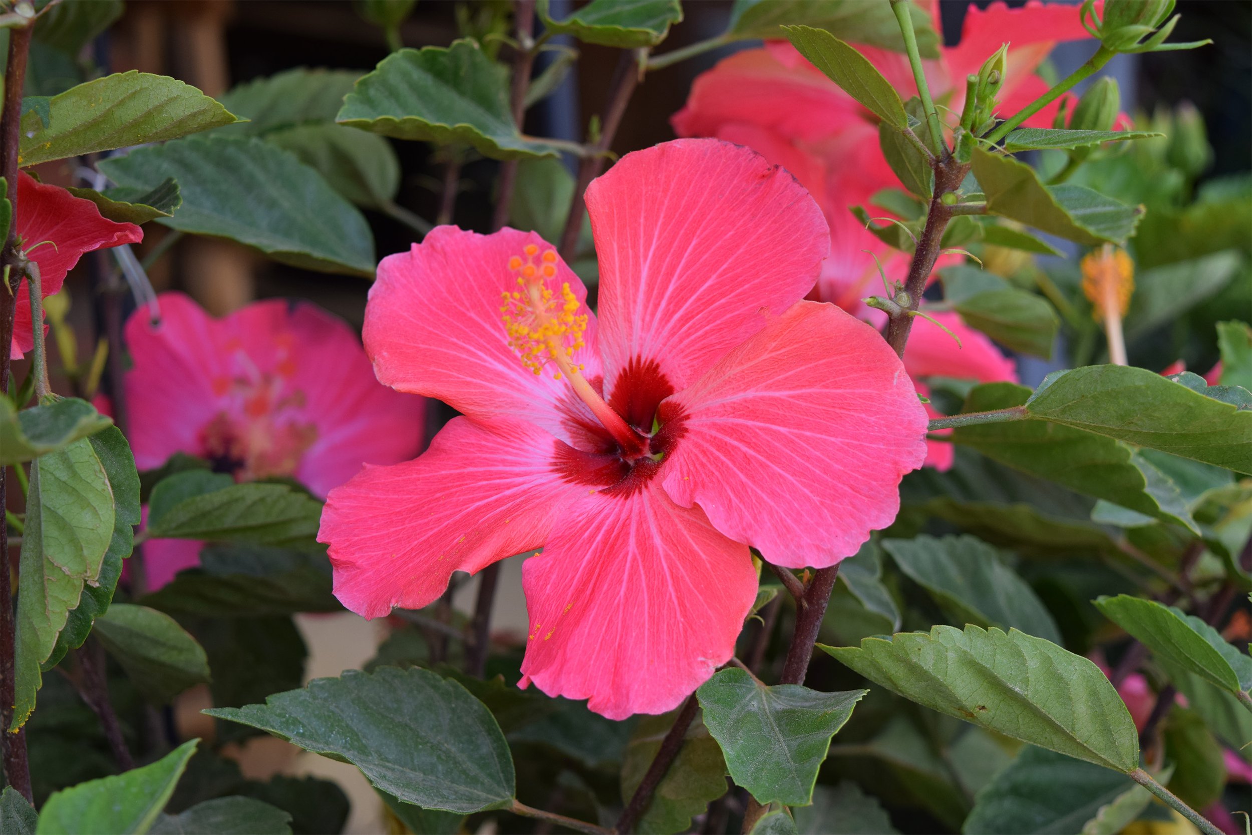 hibiscus.jpg