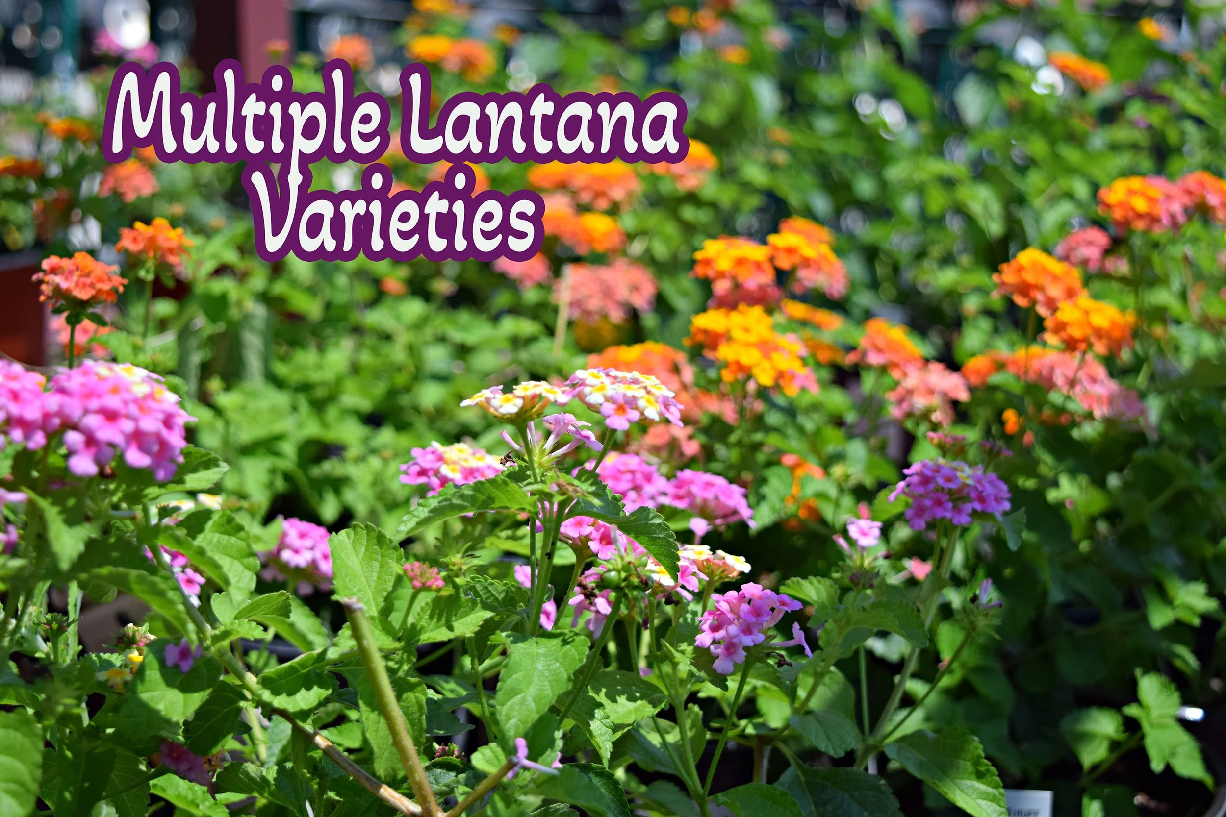 lantana.jpg