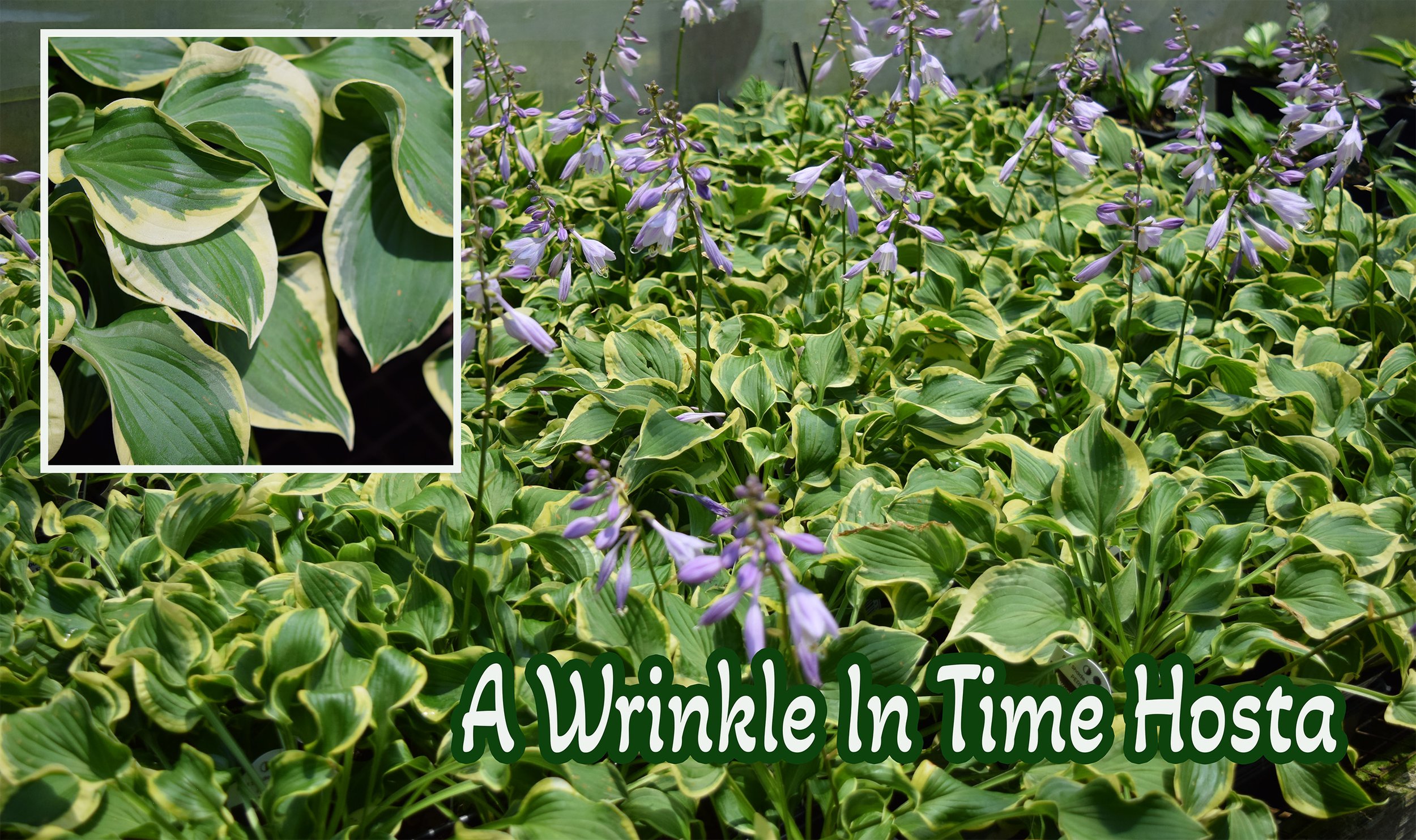 wrinkle in time hosta.jpg