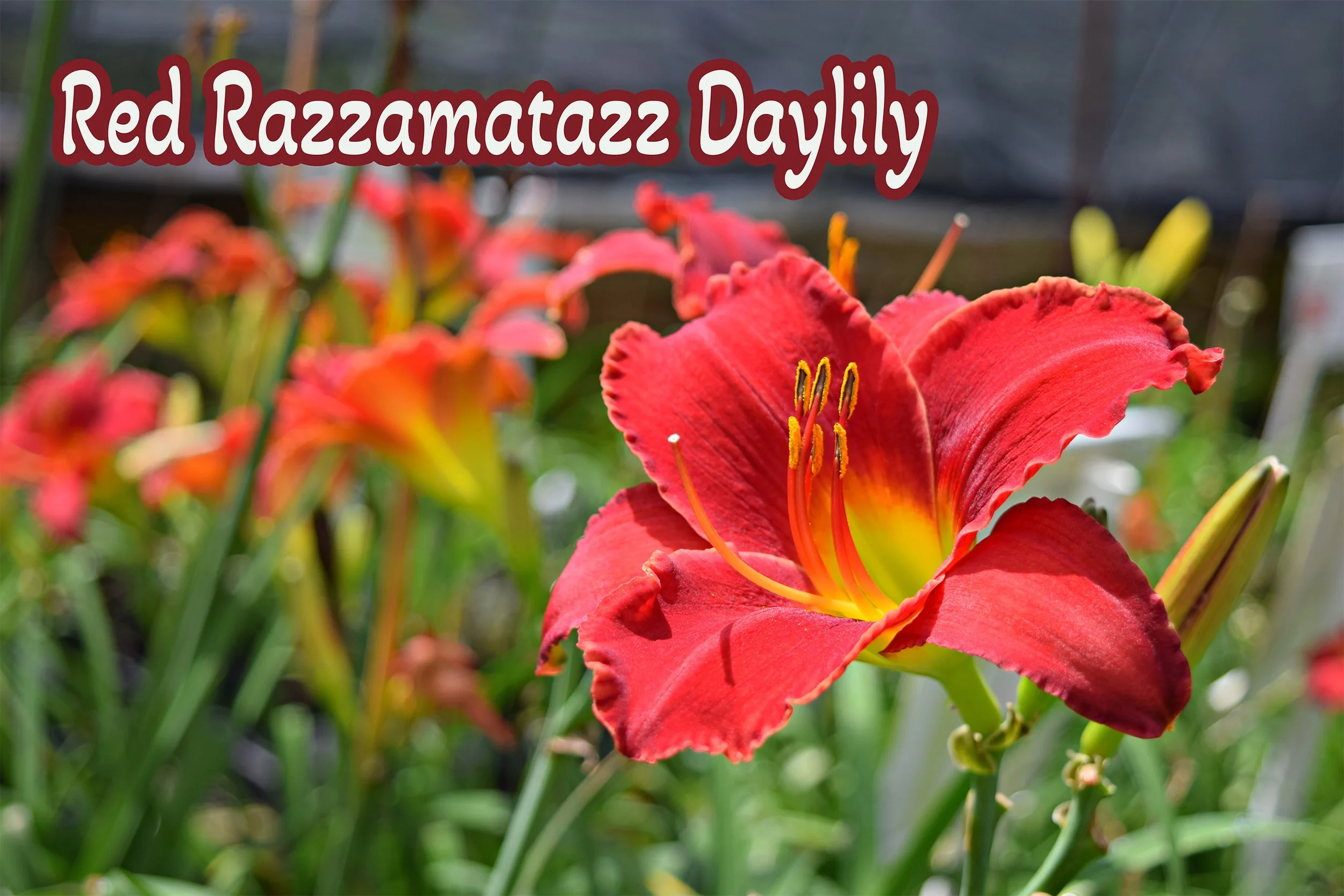 red razzamatazz daylily.jpg