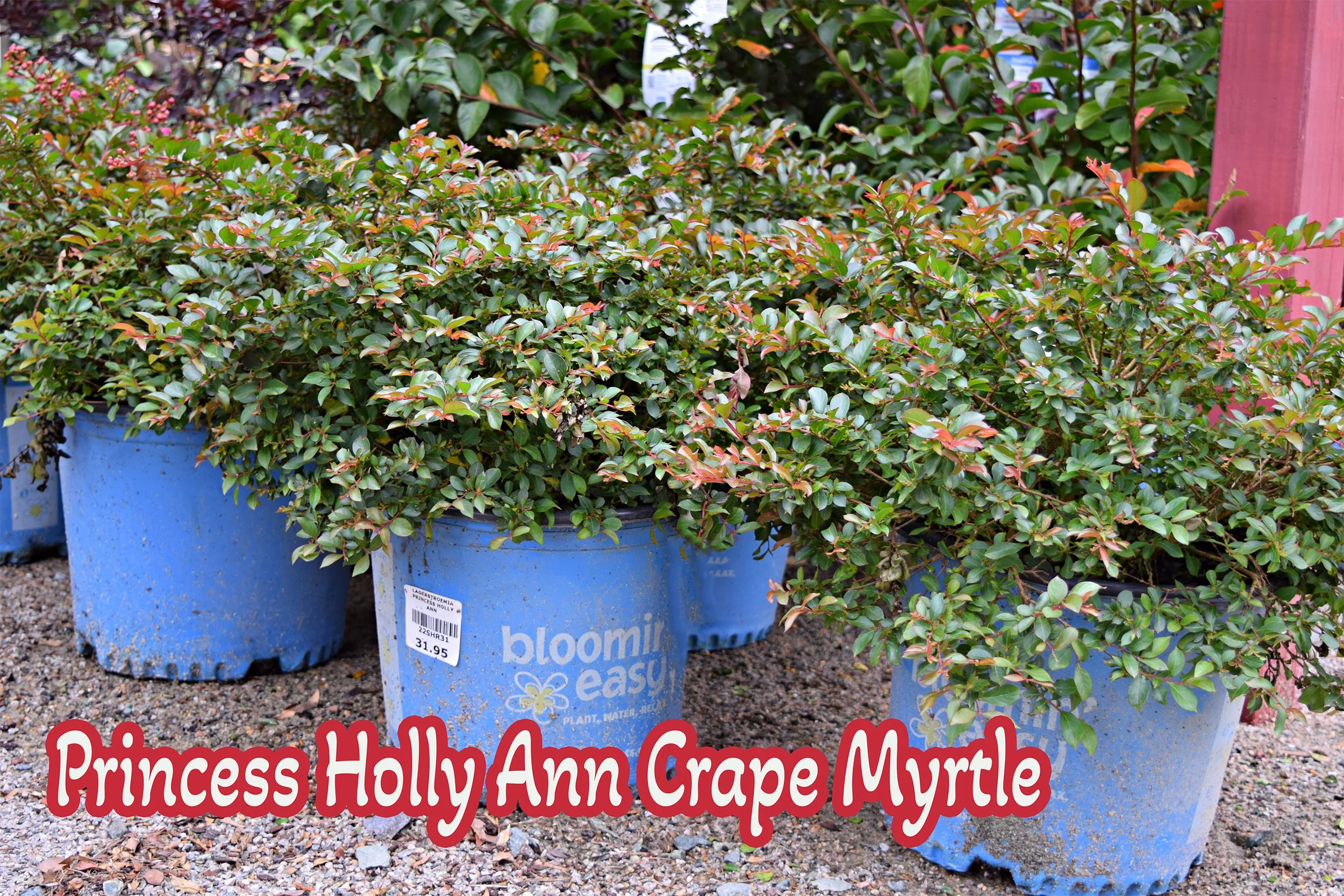 princess holly ann crapemyrtle.jpg