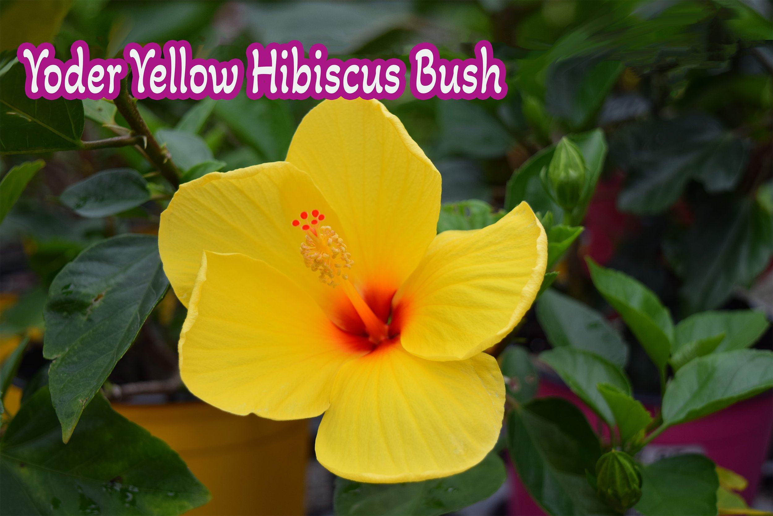 yoder yellow hibiscus.jpg