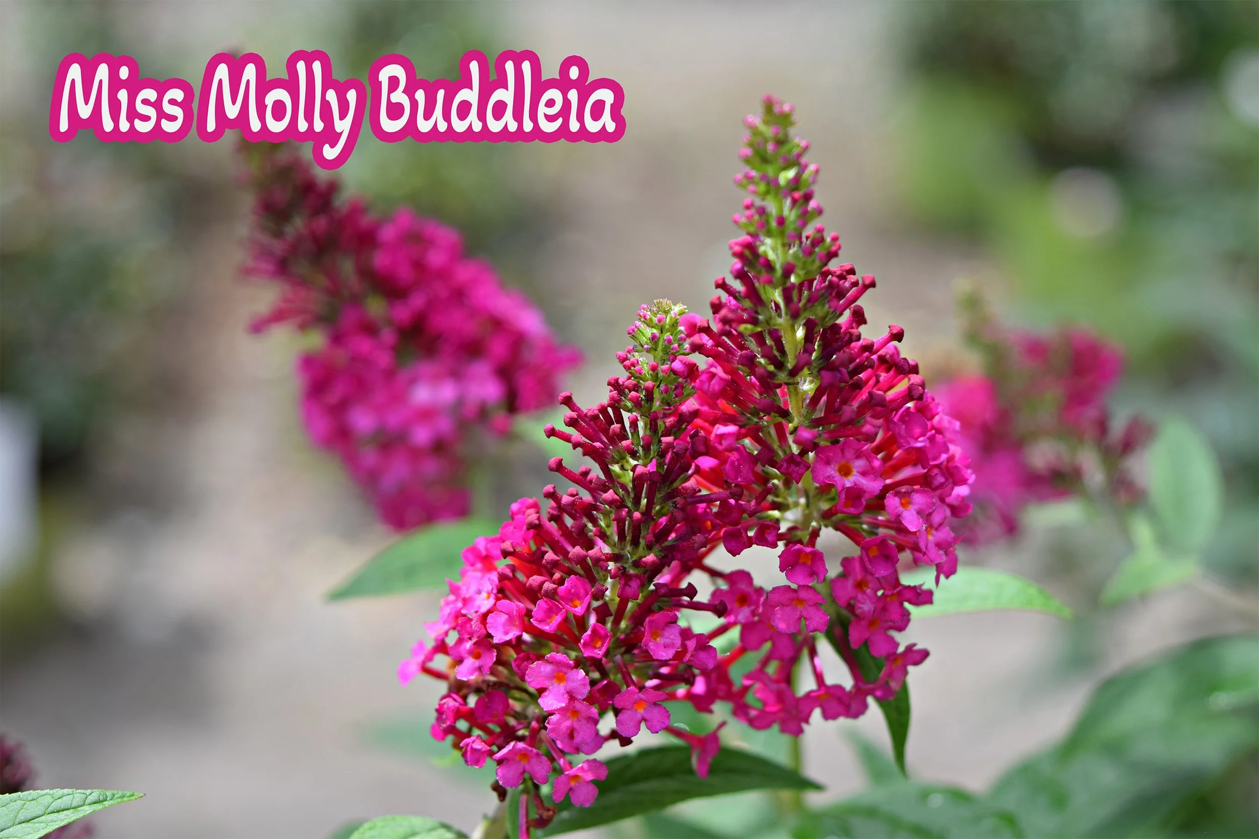 miss molly buddleia.jpg