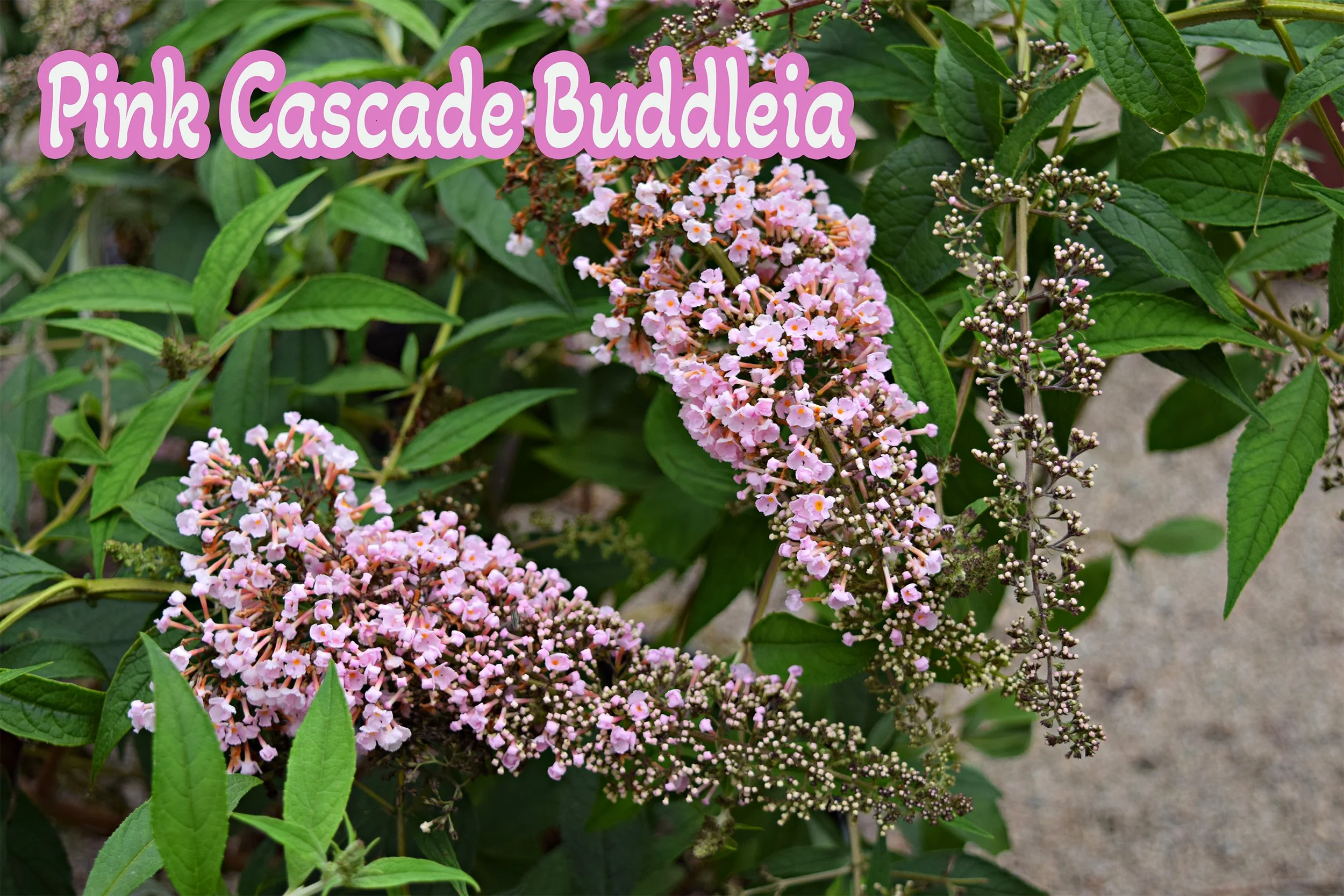 pink cascade buddleia.jpg
