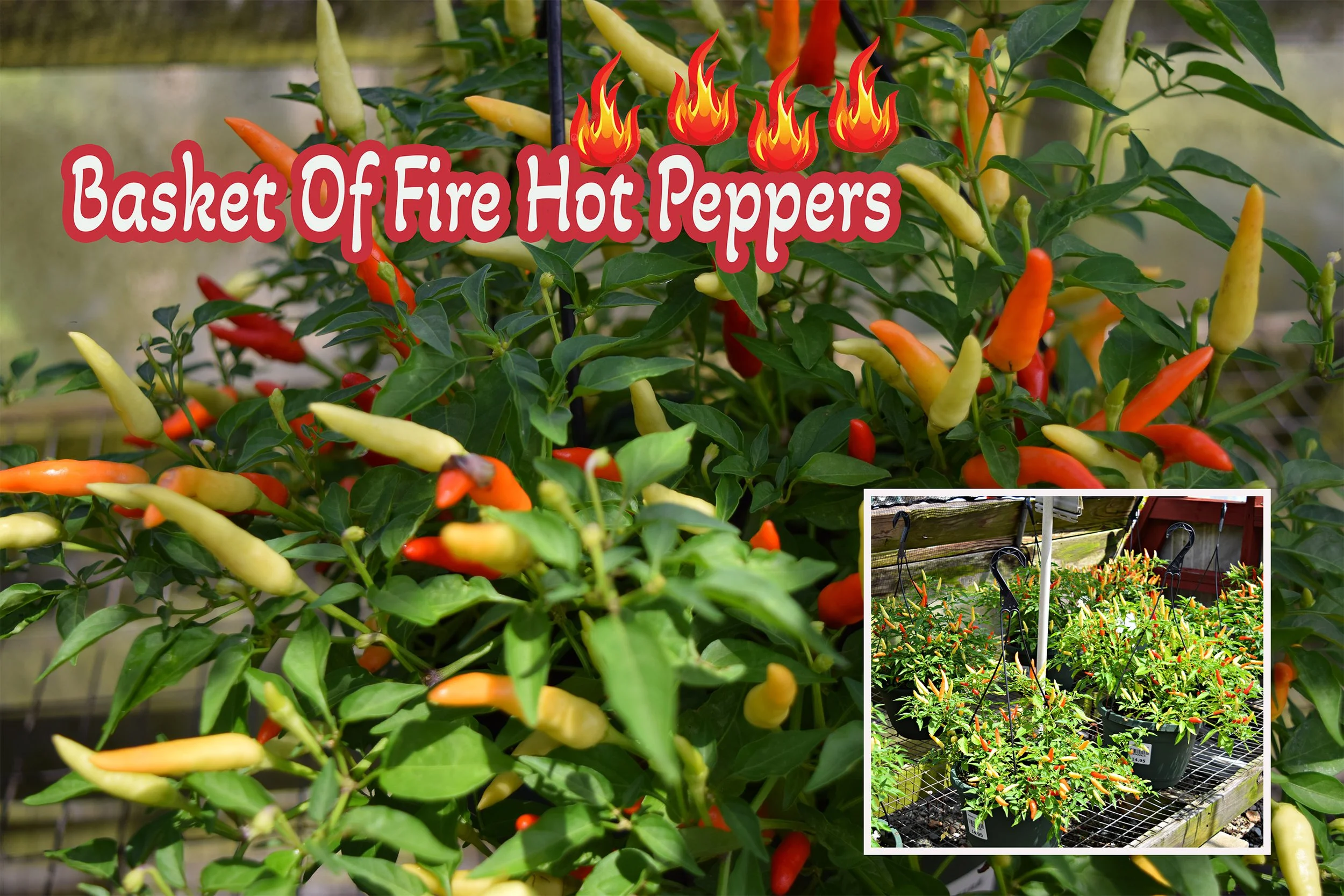 hot peppers.jpg