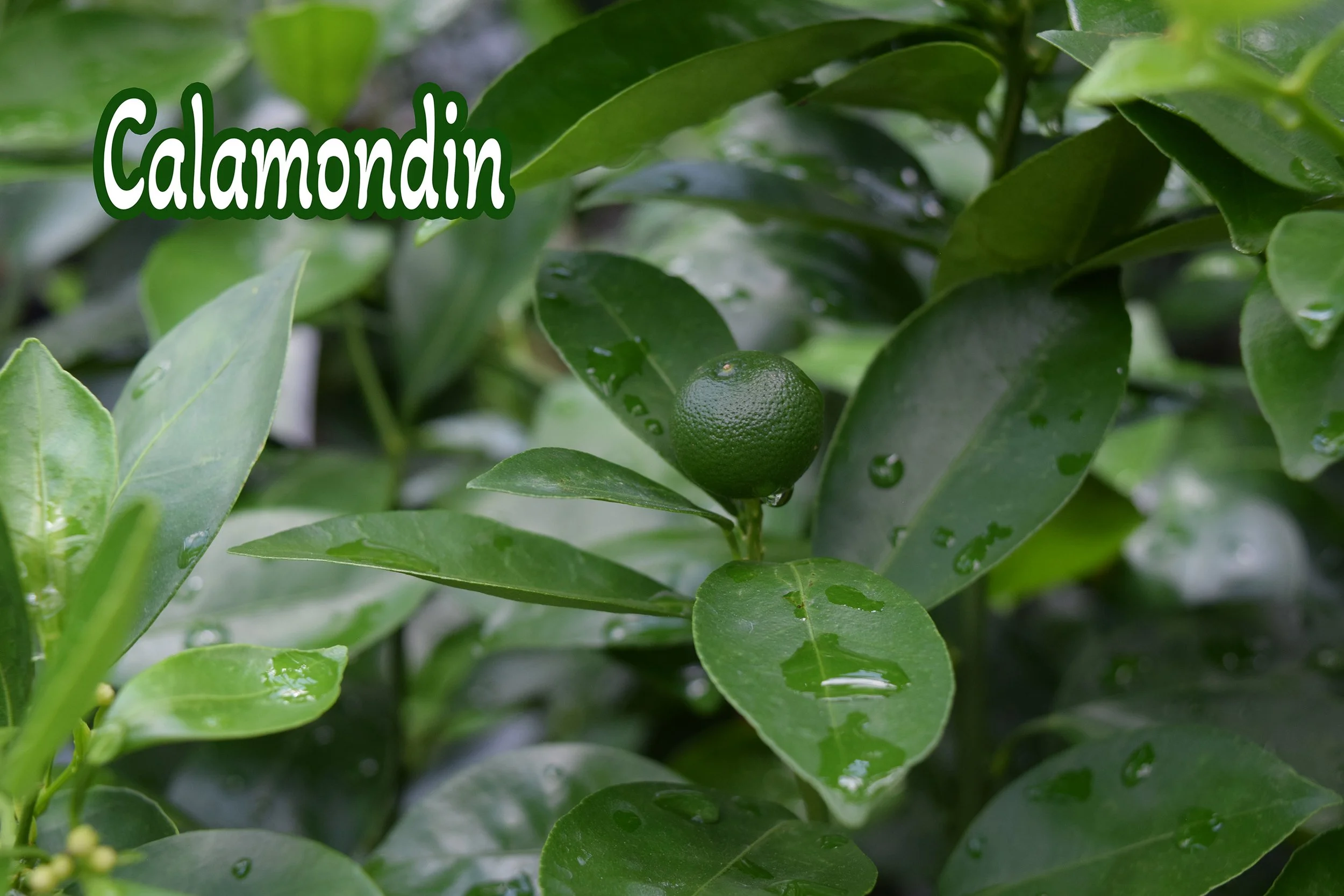 calamondin.jpg