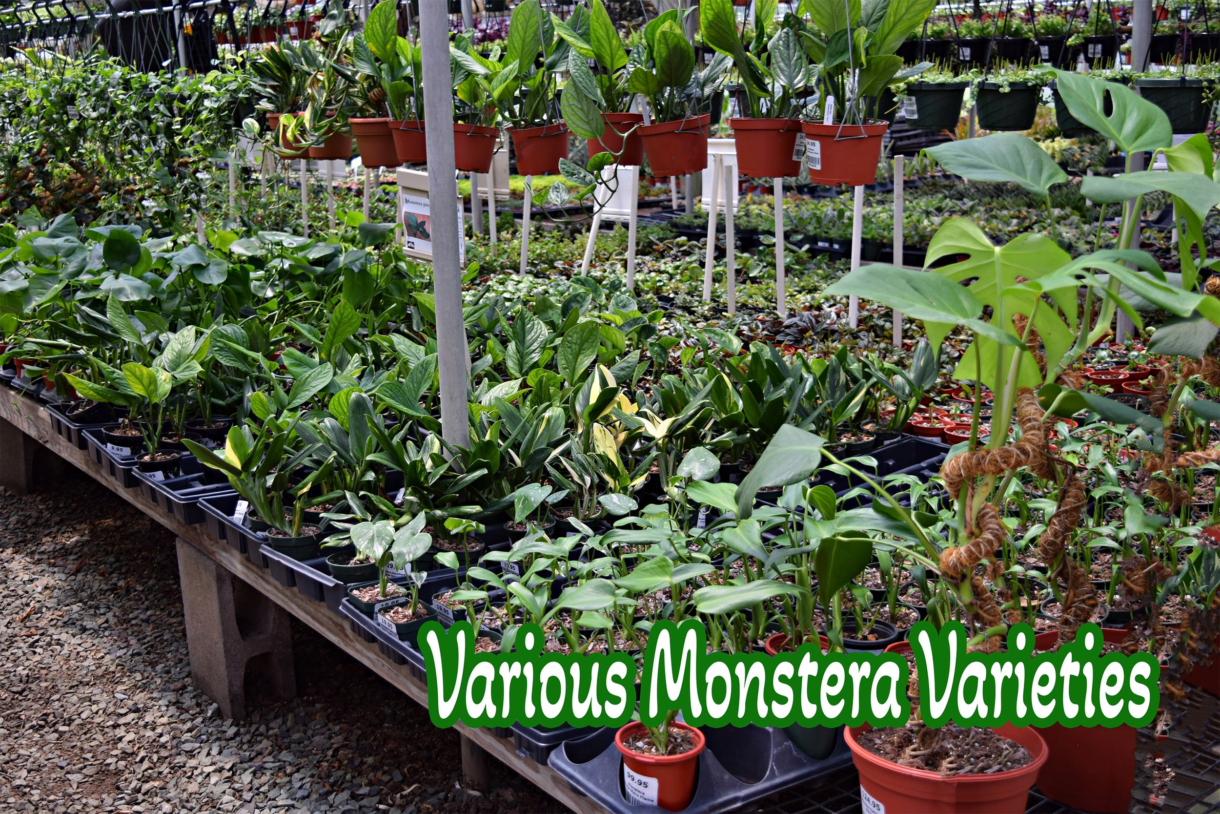 monstera varieties.jpg