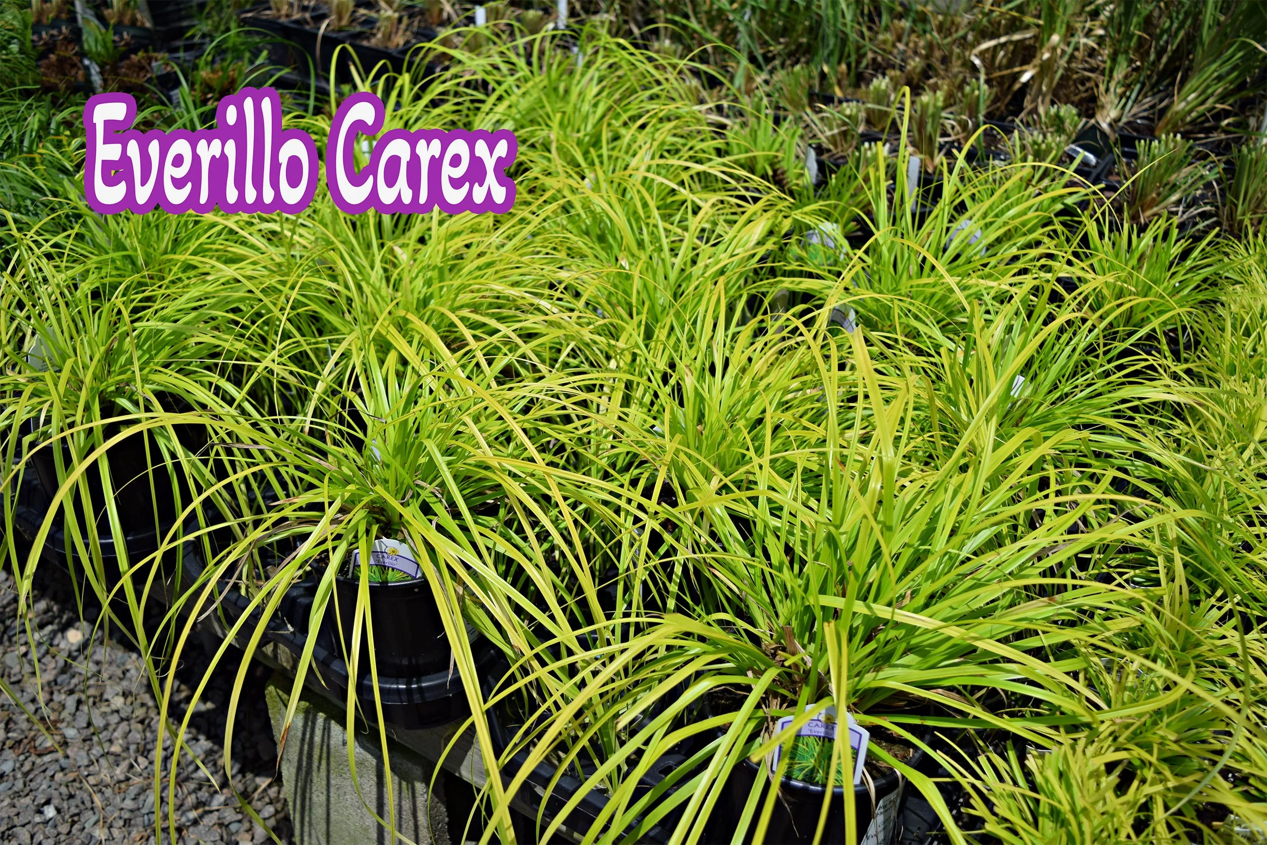 everillo carex.jpg