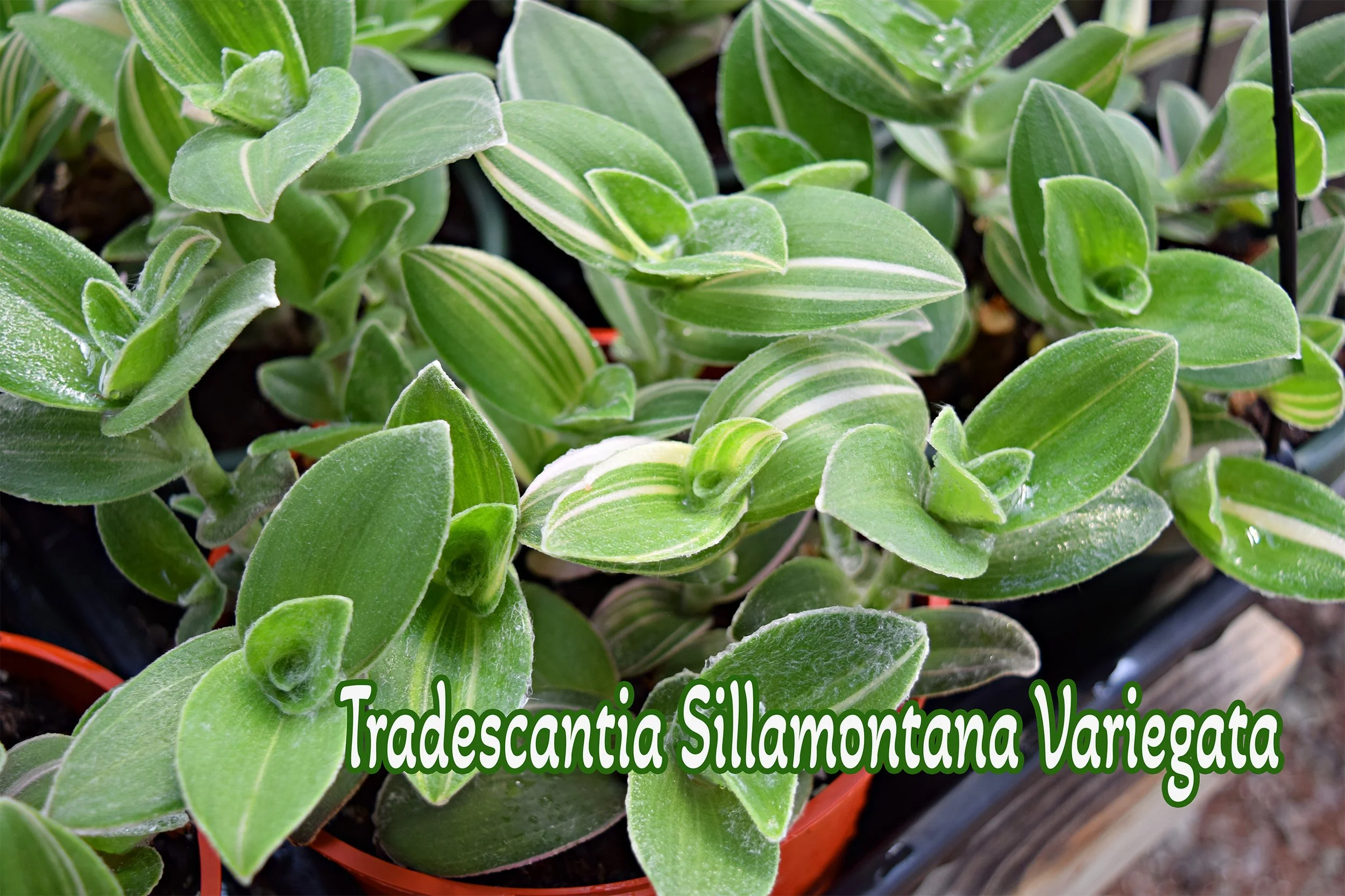 tradescantia.jpg