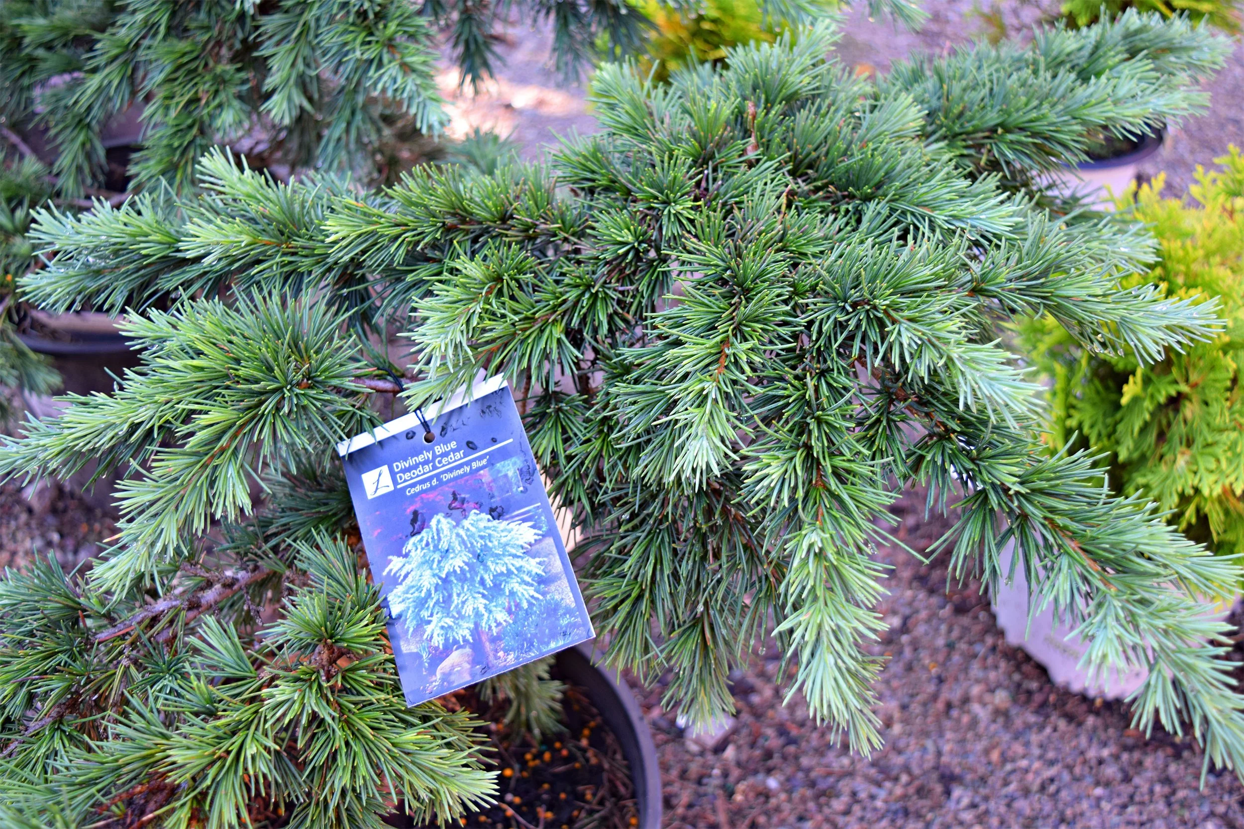 divinely blue deodora cedar.jpg