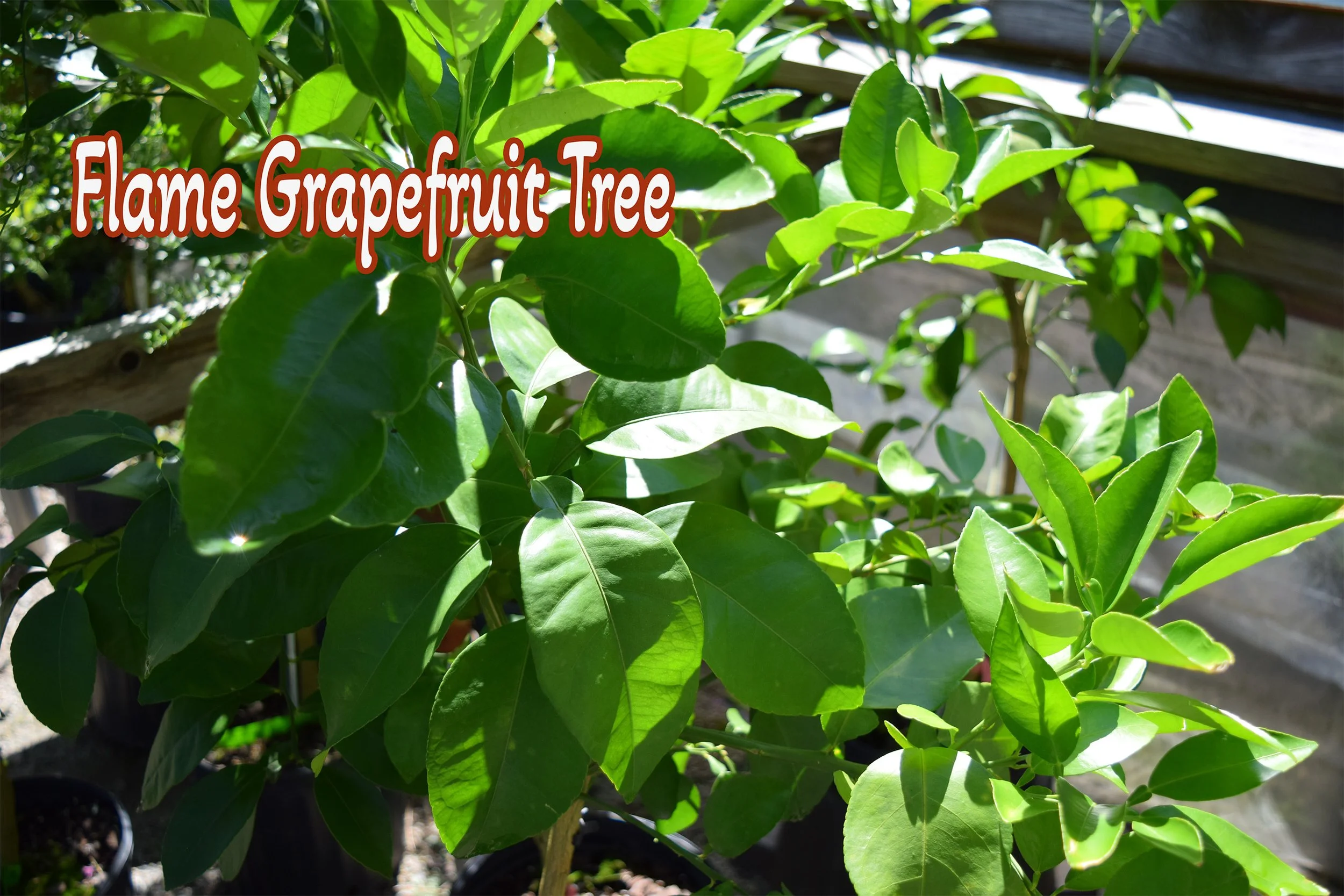 flame grapefruit.jpg
