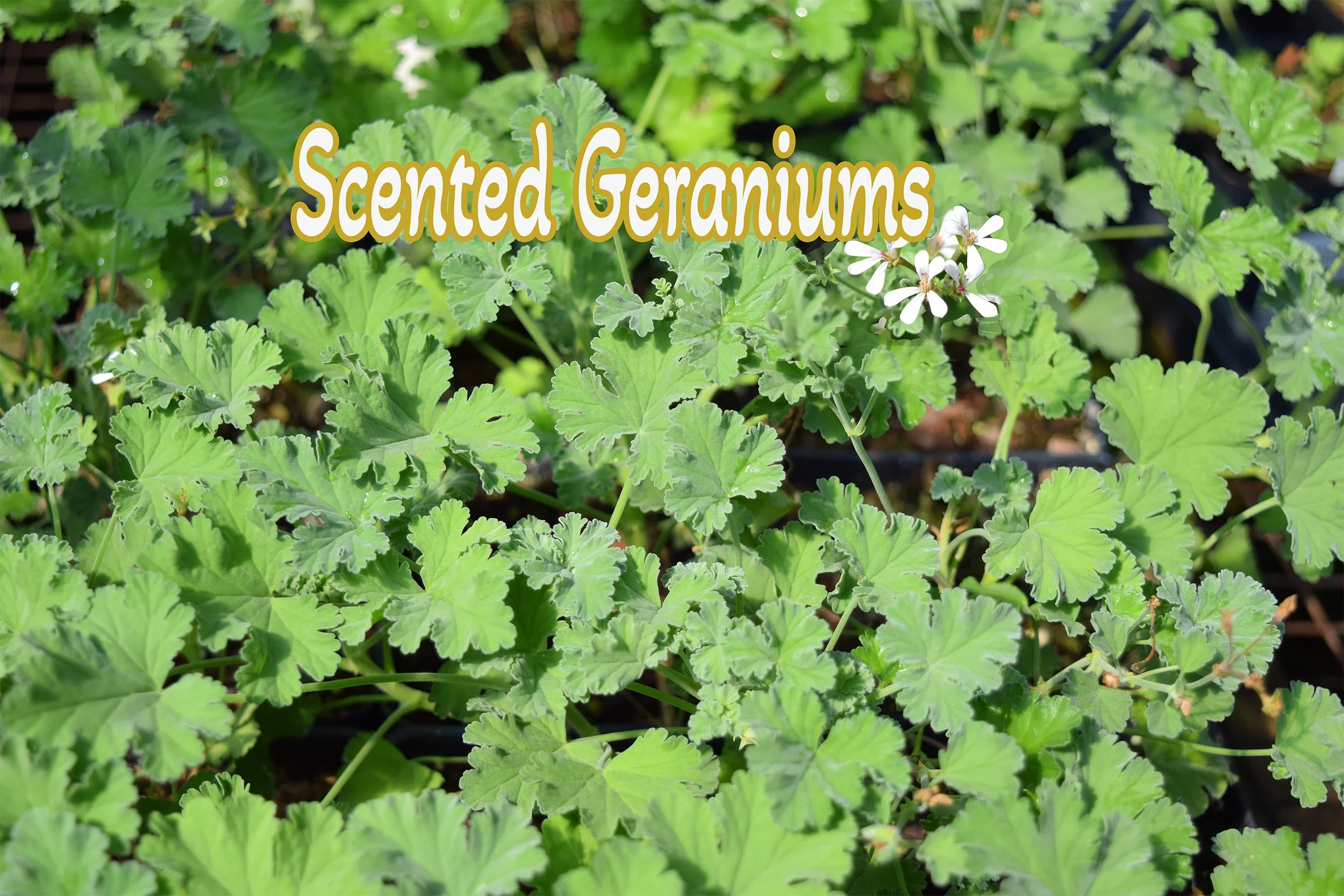 scented geraniums.jpg