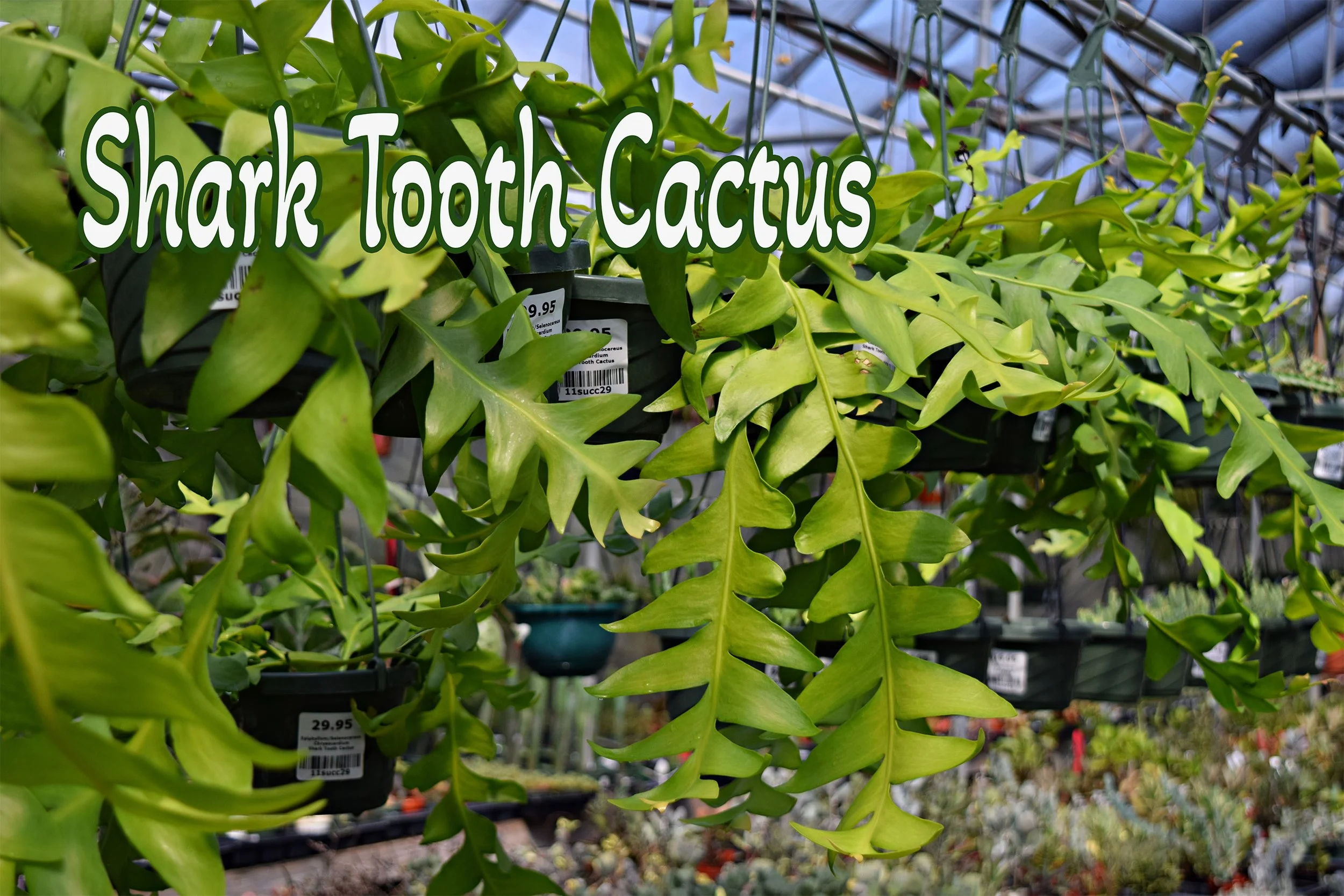 shark tooth cactus.jpg