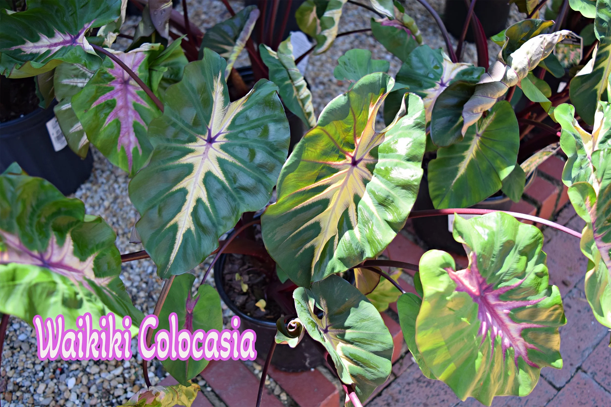 waikiki colocasia.jpg