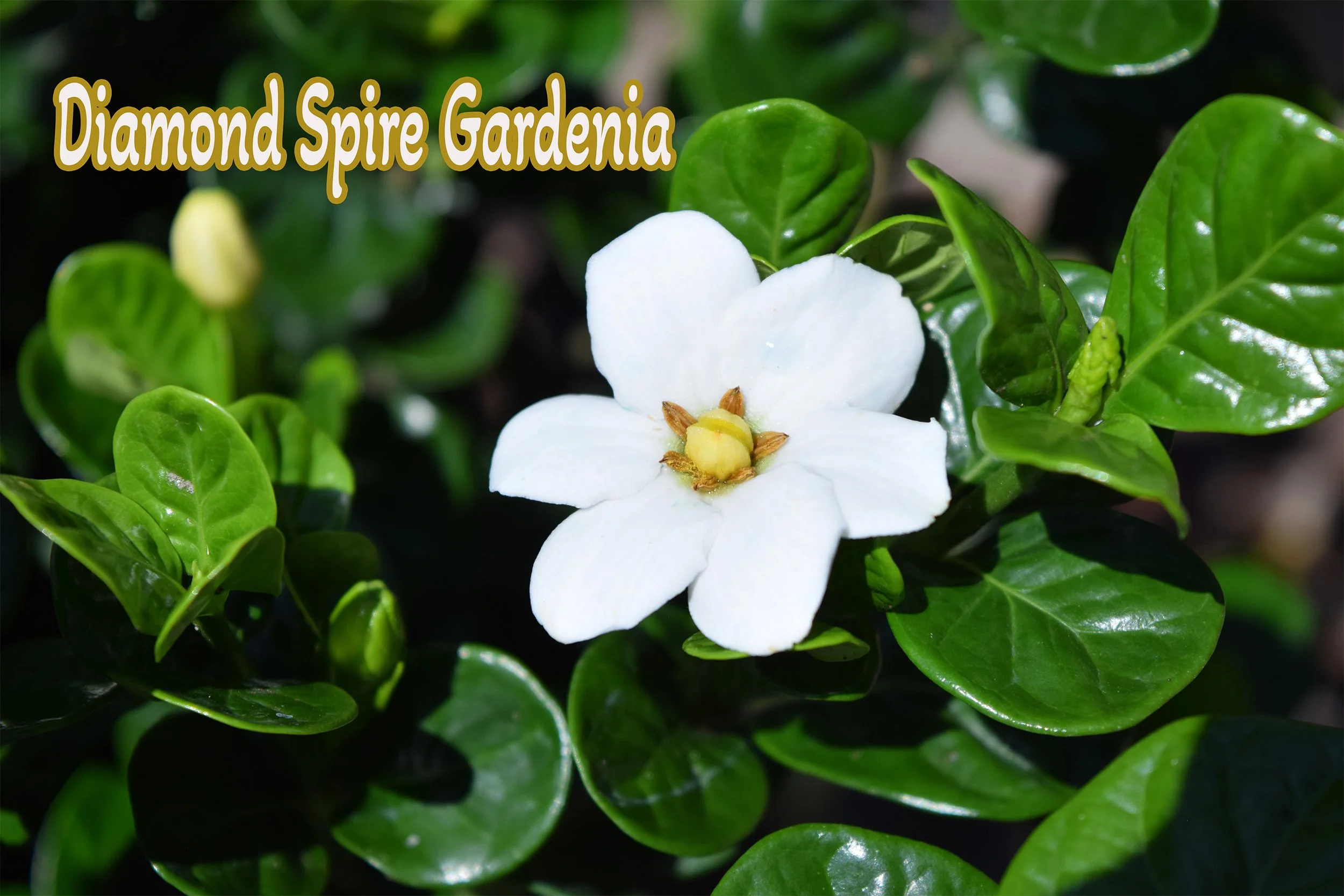diamond spire gardenia.jpg