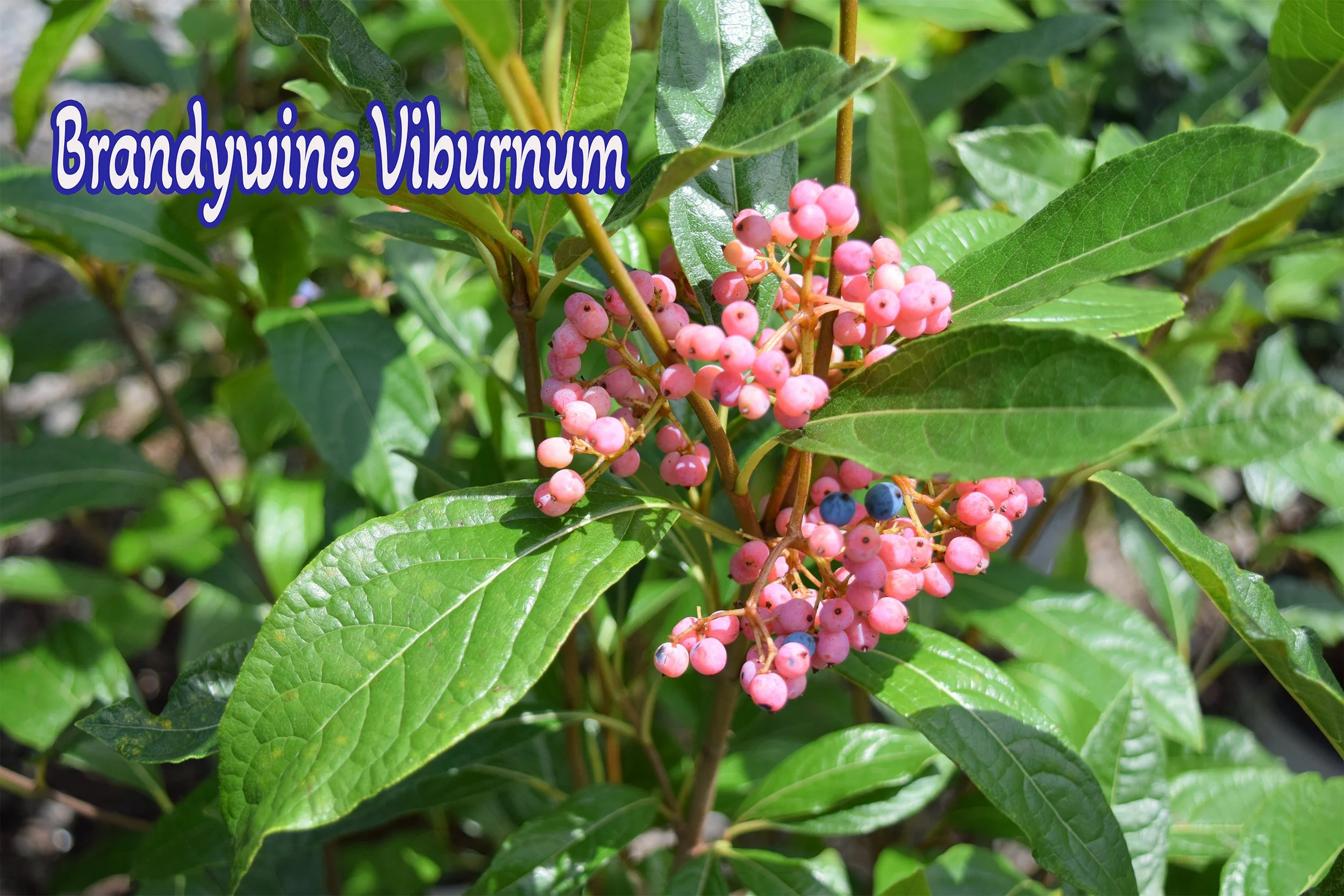 brandywine viburnum.jpg