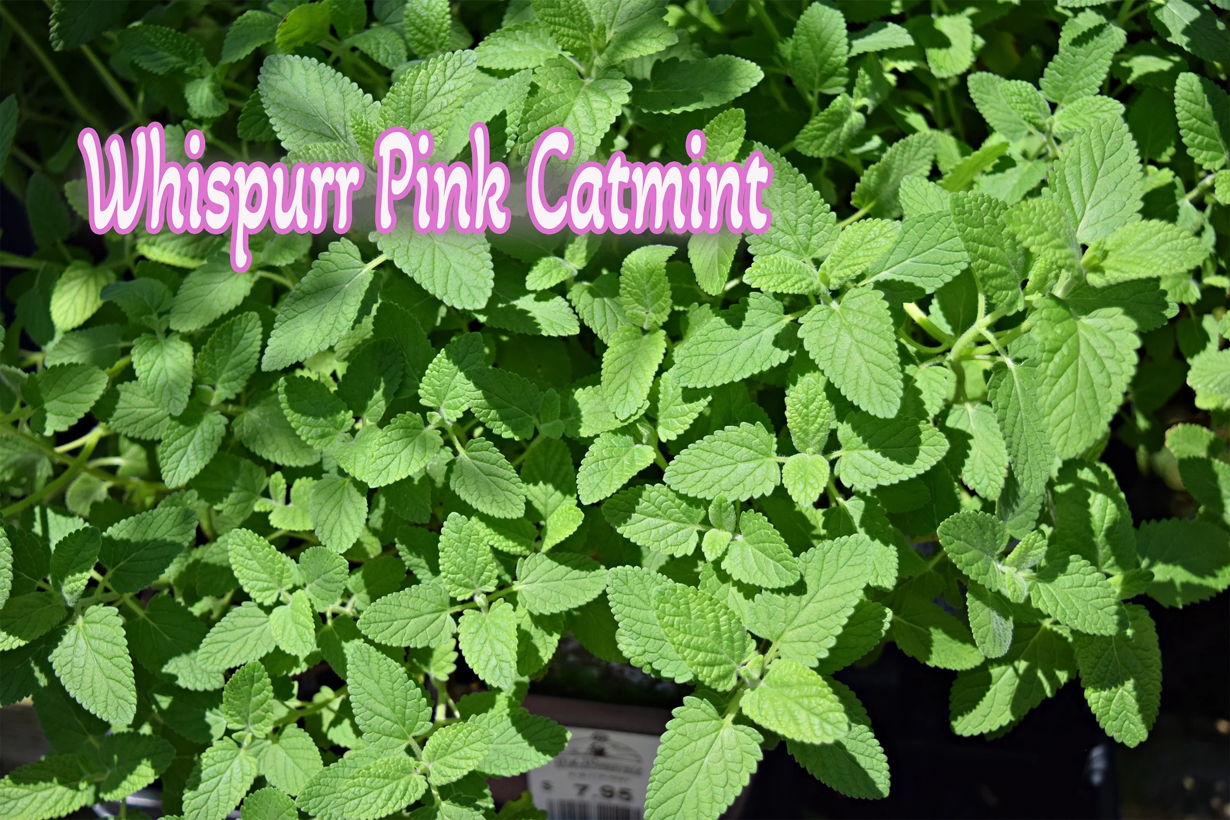 whispurr catmint.jpg