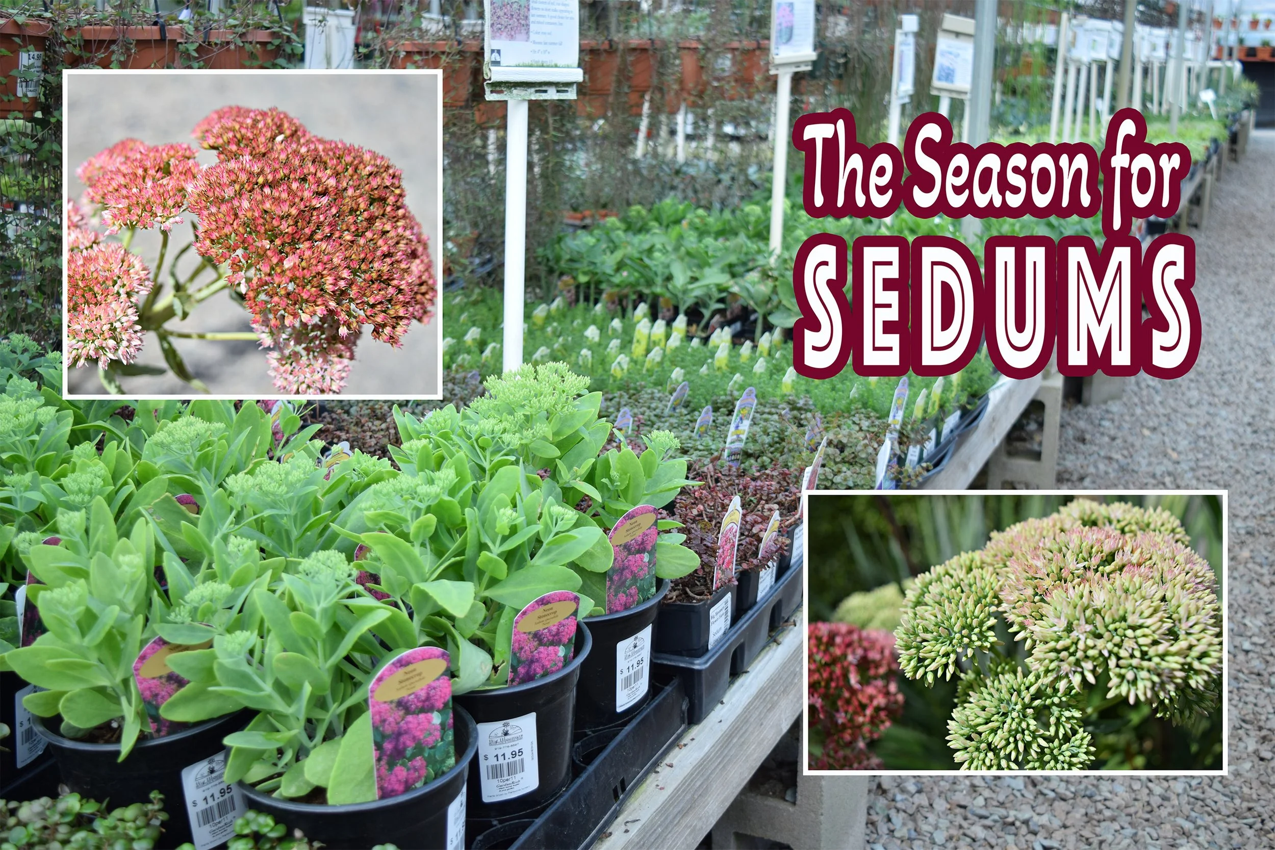 sedums.jpg