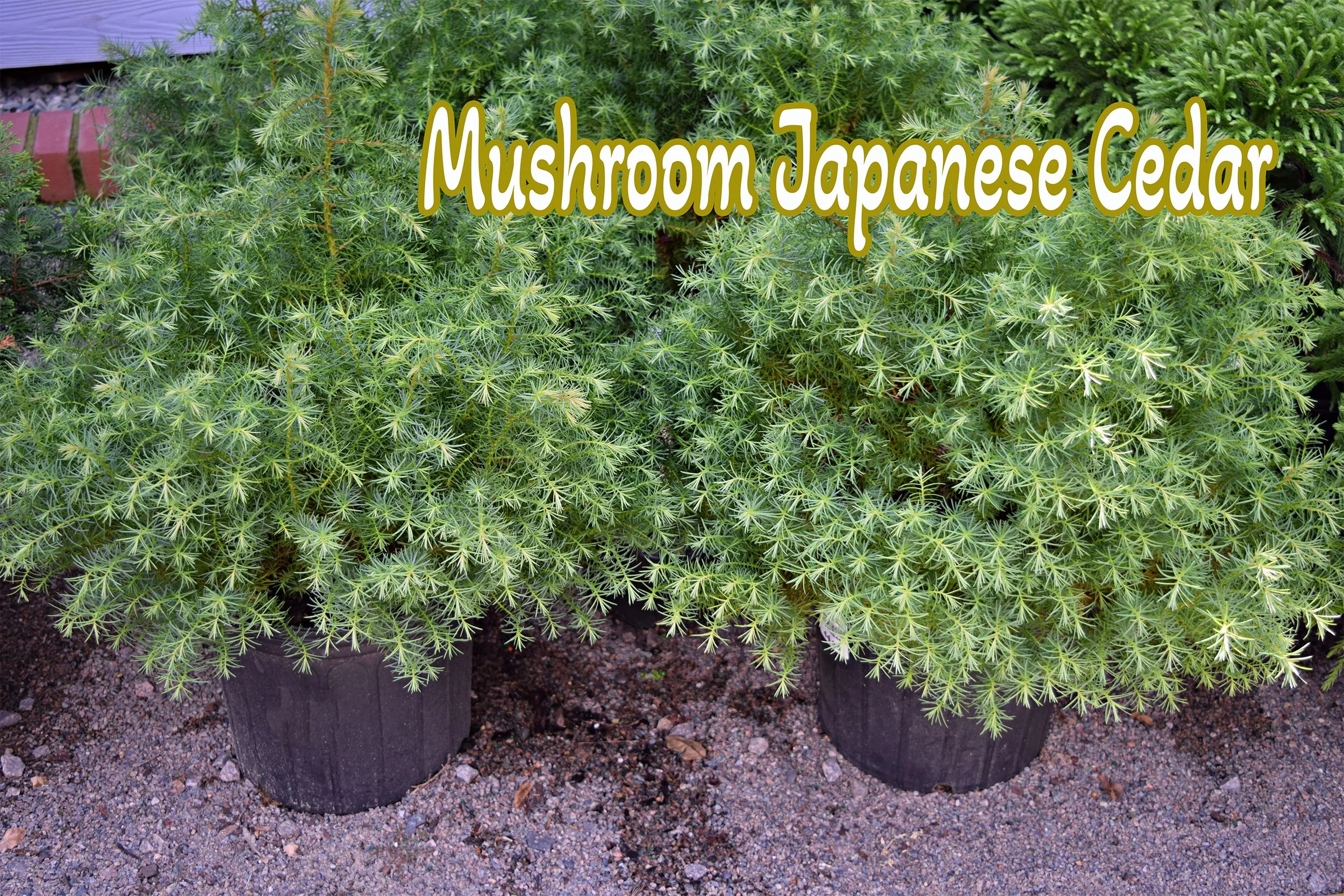 mushroom japanese cedar.jpg