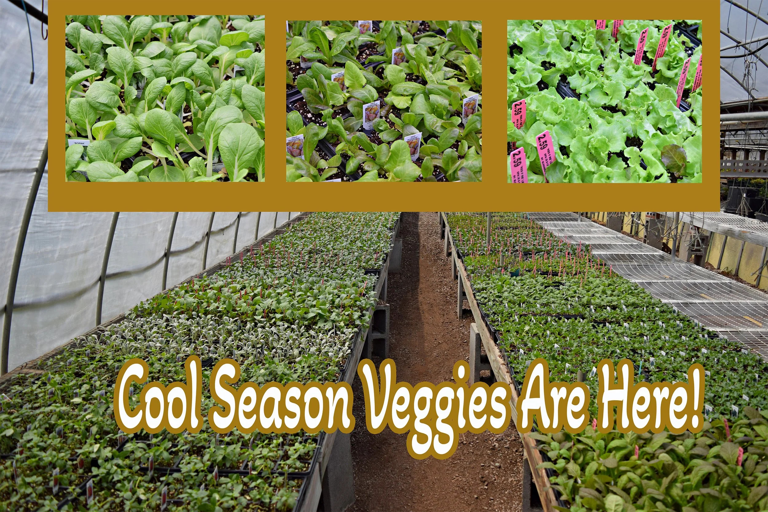 cool season veggies.jpg