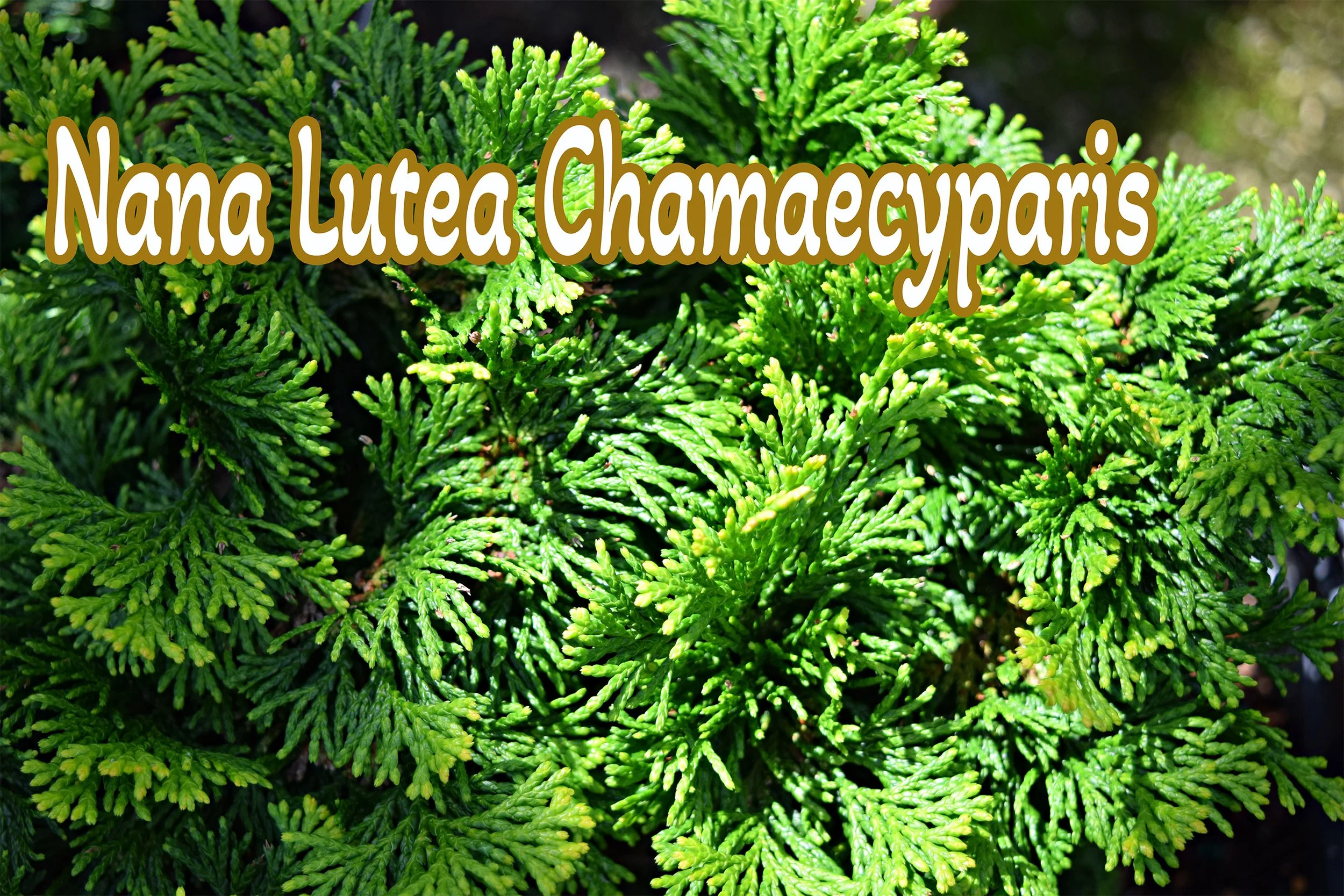 nana lutea chamaecyparis.jpg